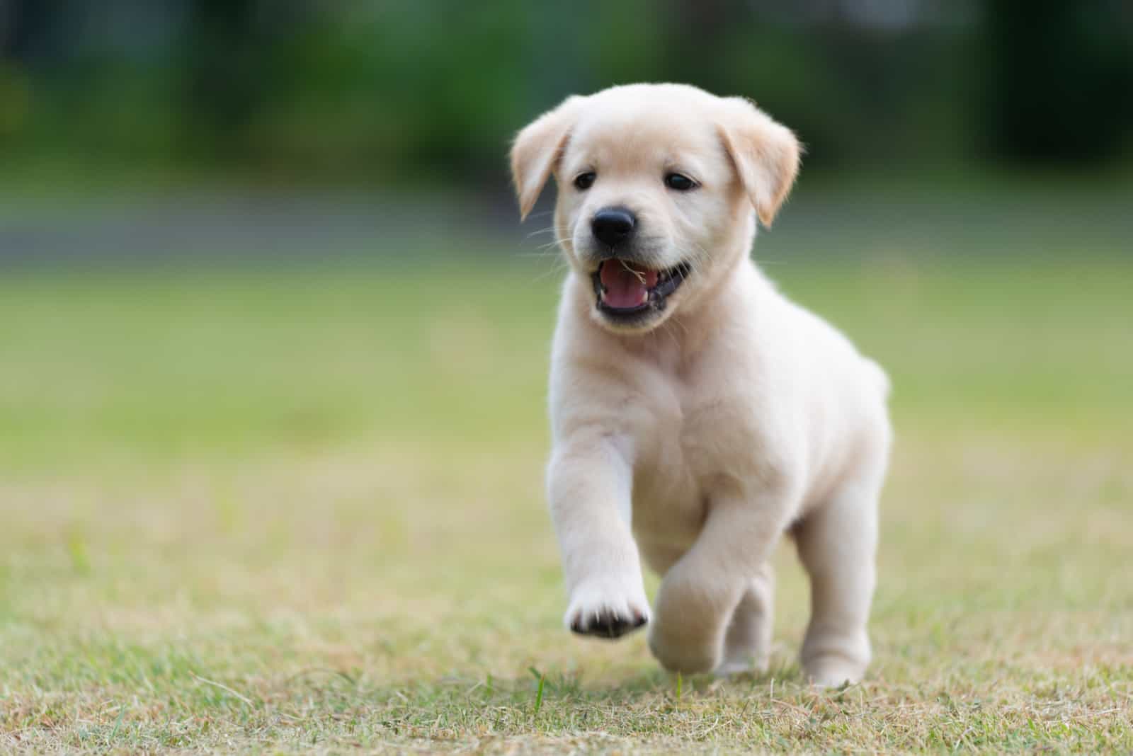 Happy puppy dog running on playground green yard