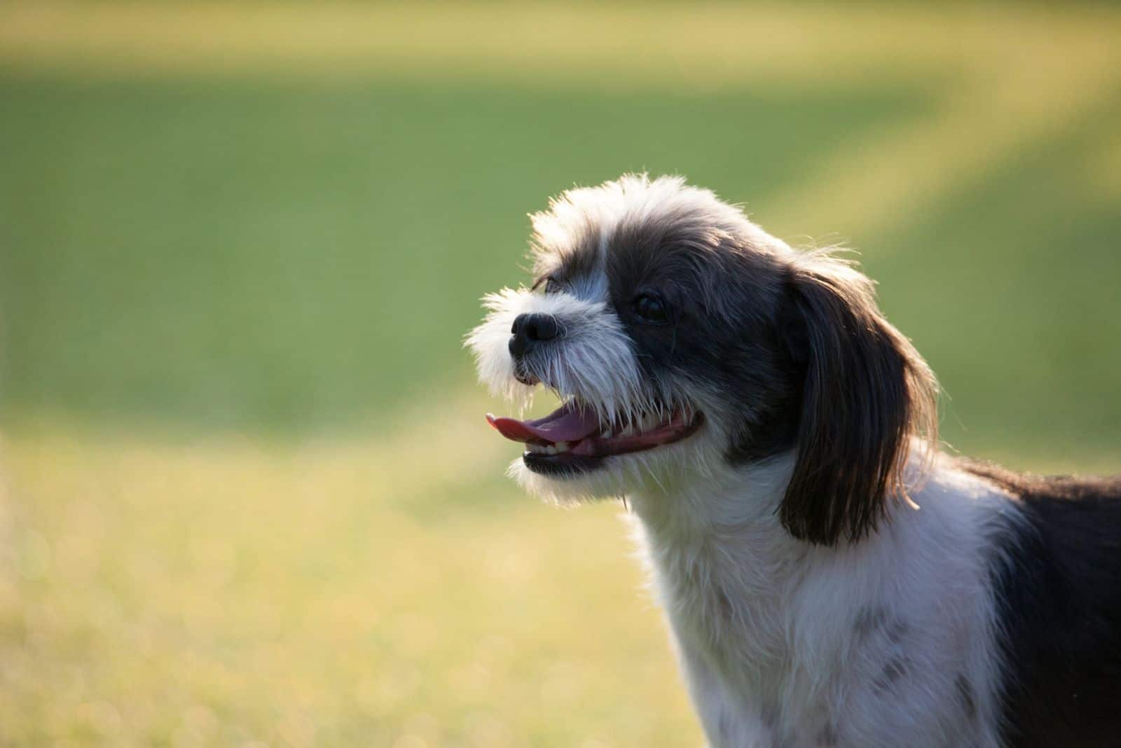 Happy puppy playing in the playfground