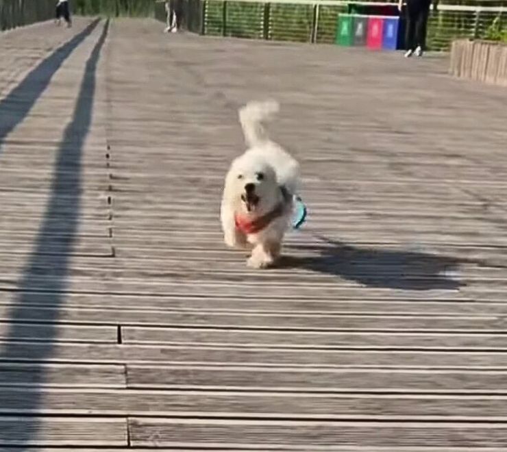 happy puppy running