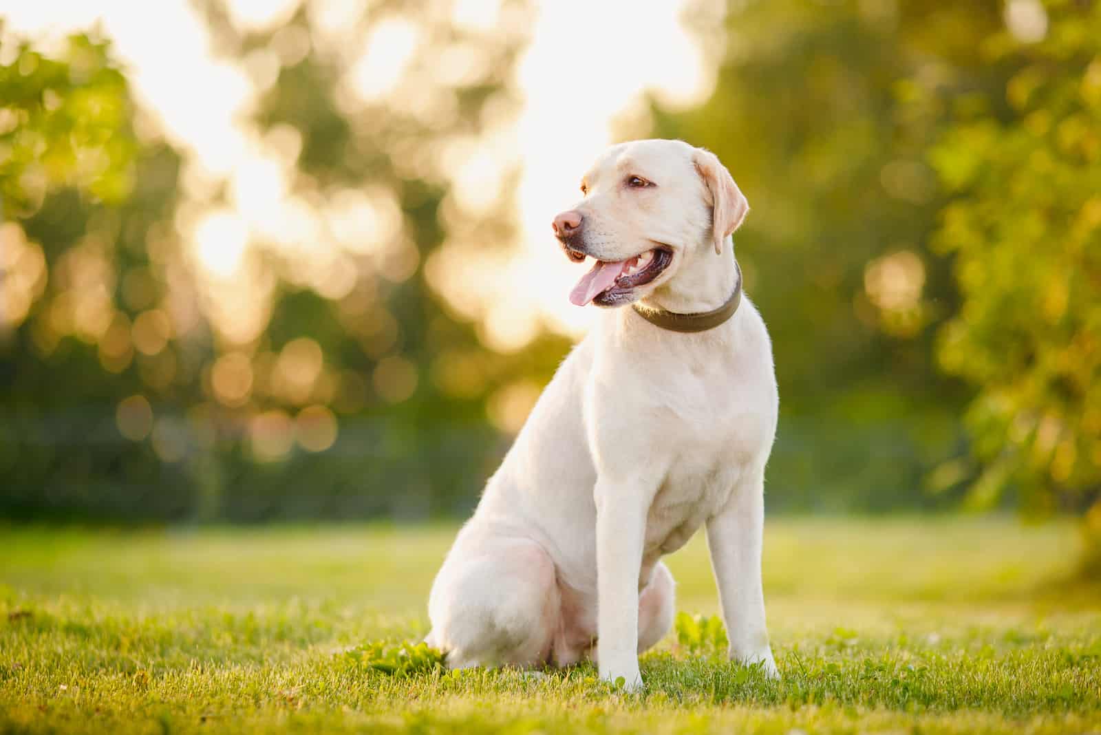 happy purebred labrador retriever dog outdoors