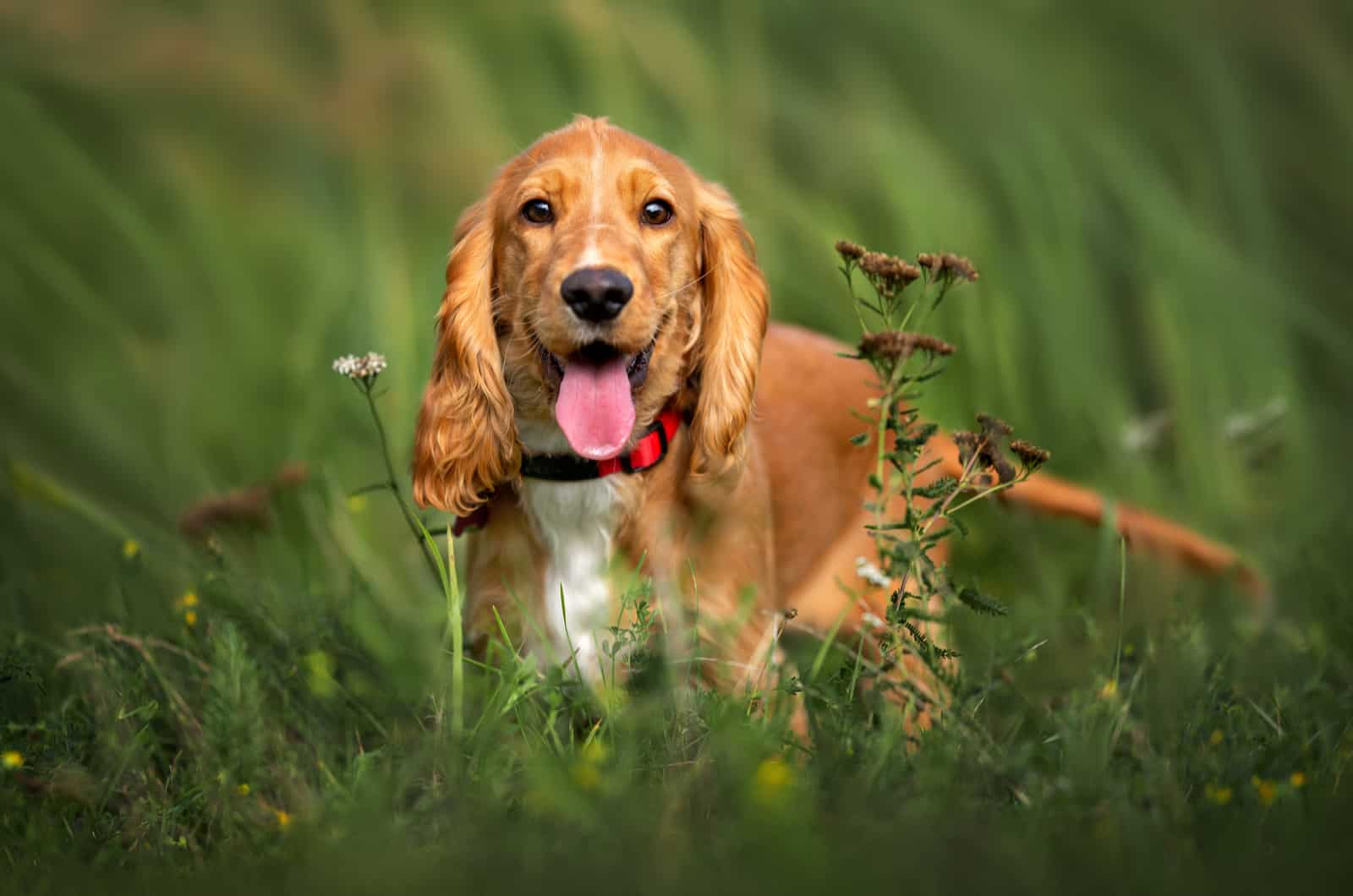 happy red cocker spaniel puppy