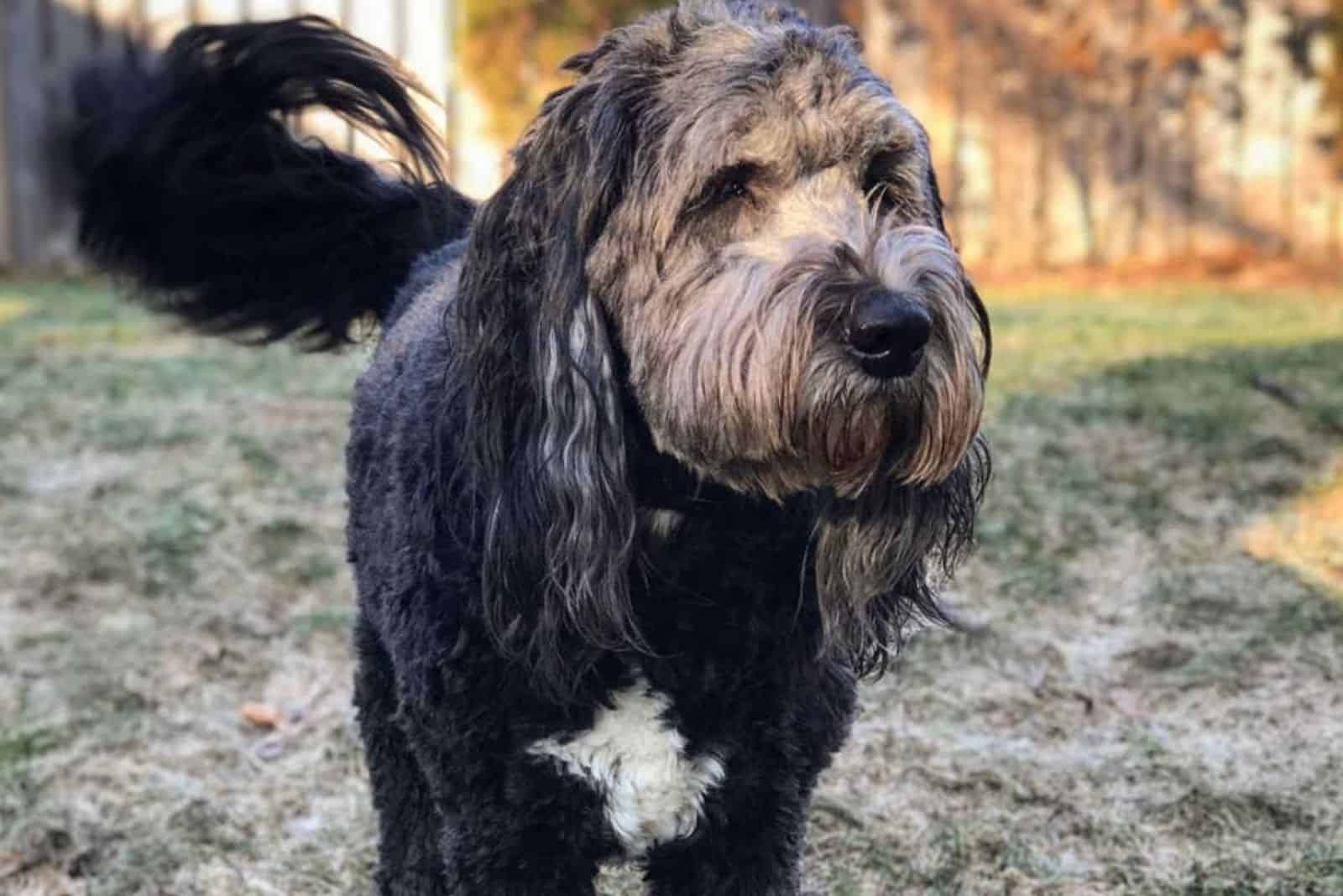 happy saint berdoodle dog