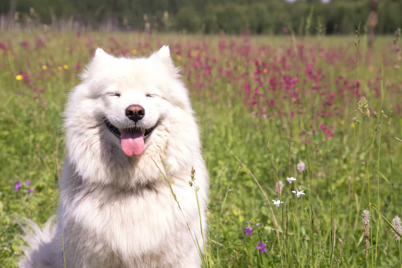 happy Samoyed sitting on grass