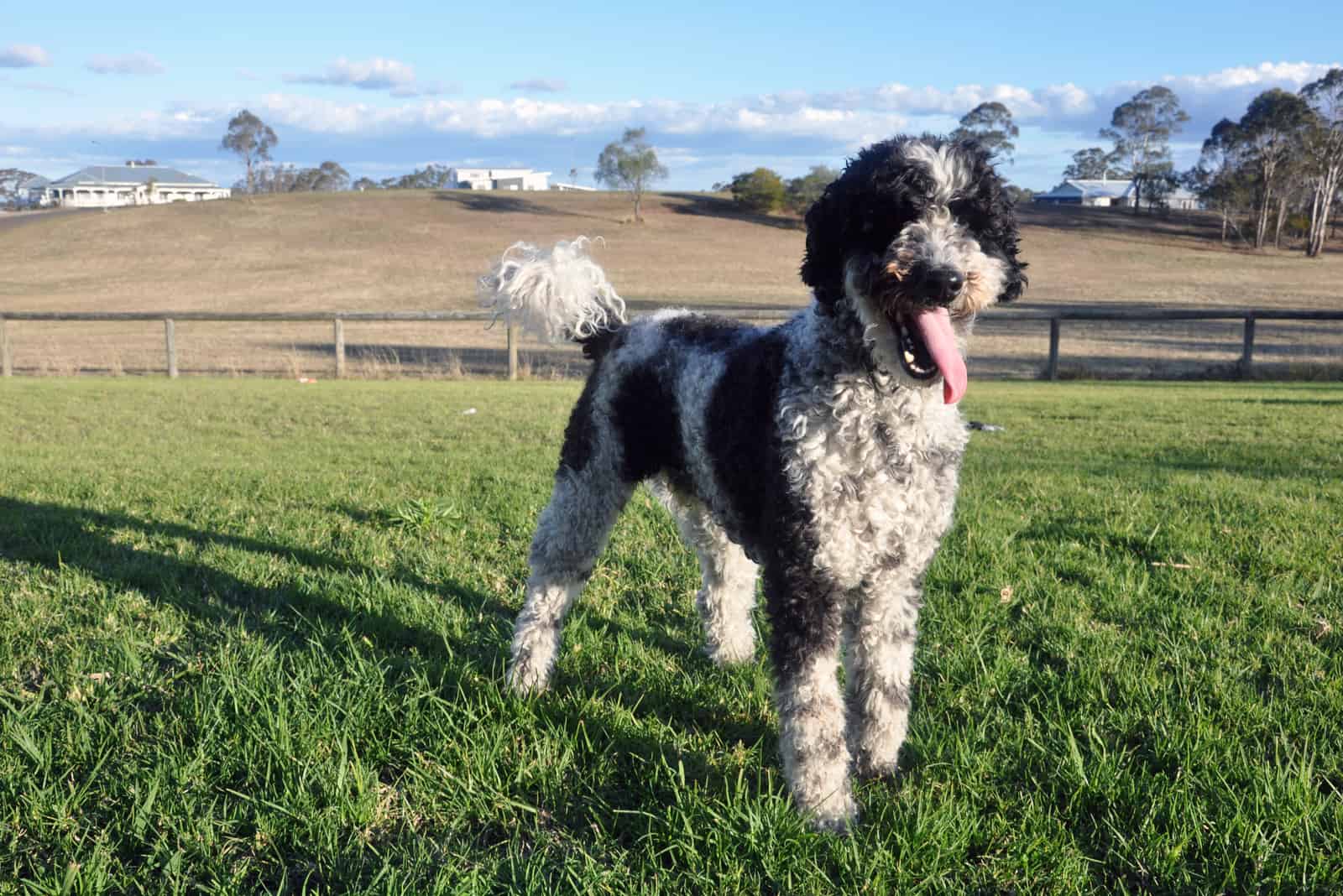 happy Schnoodle standing on grass