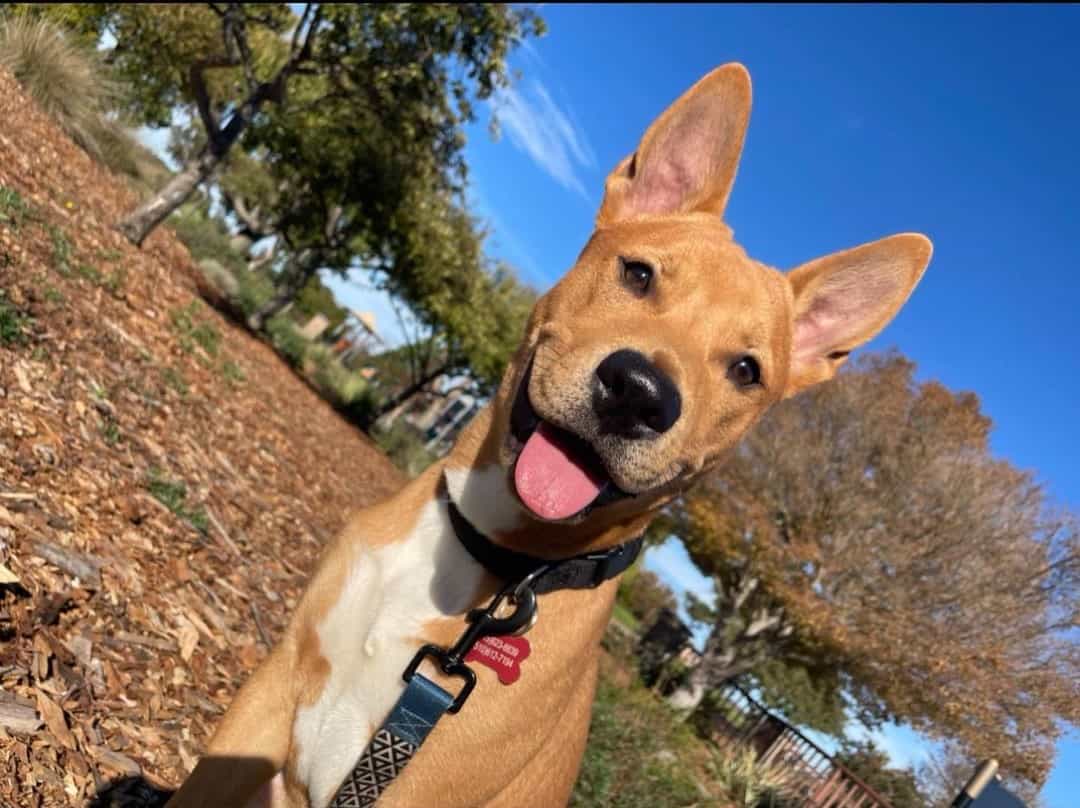 happy shiba inu pitbull mix