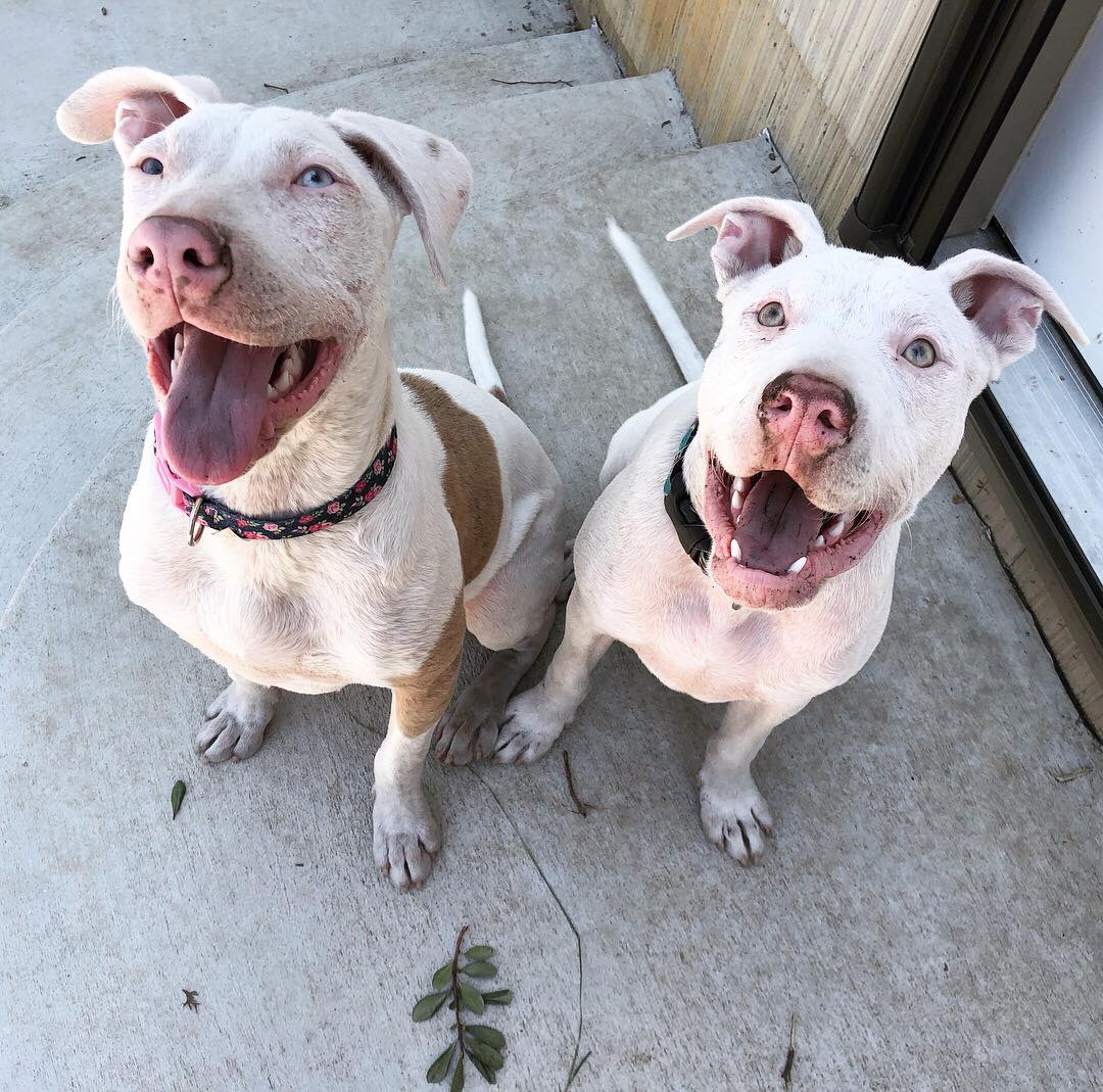 happy two dogs sitting and looking at up