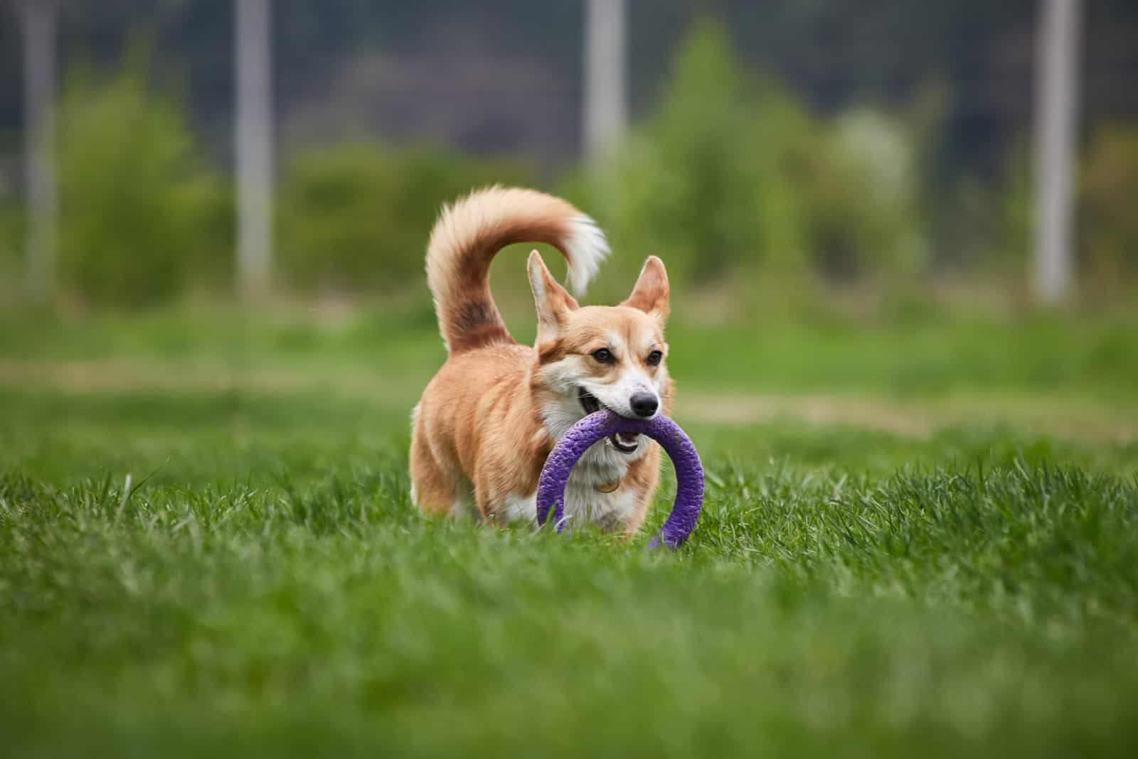 Happy Welsh Corgi Pembroke dog playing with puller in the spring park