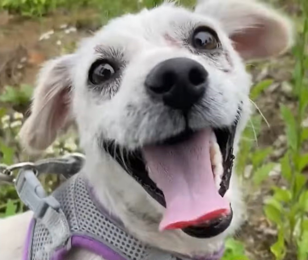 happy white dog