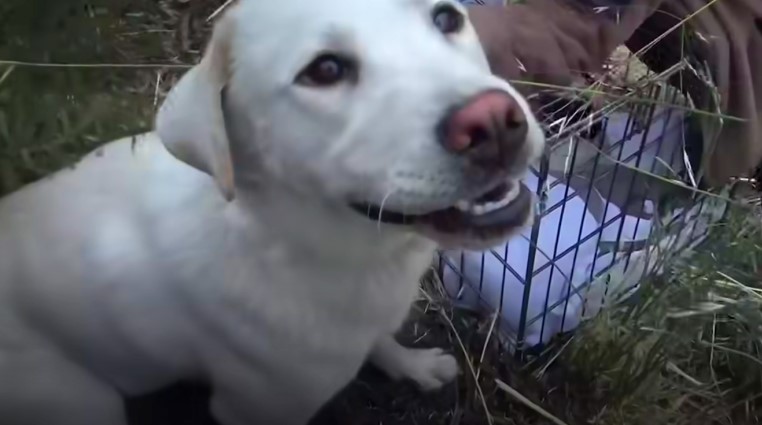 happy white dog in the forest