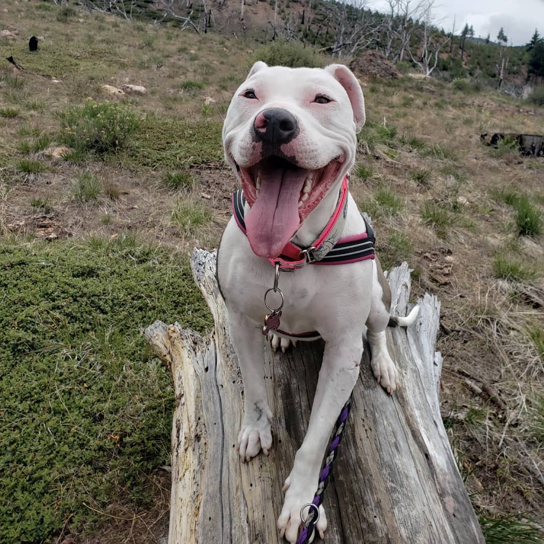 happy white dog with tongue out