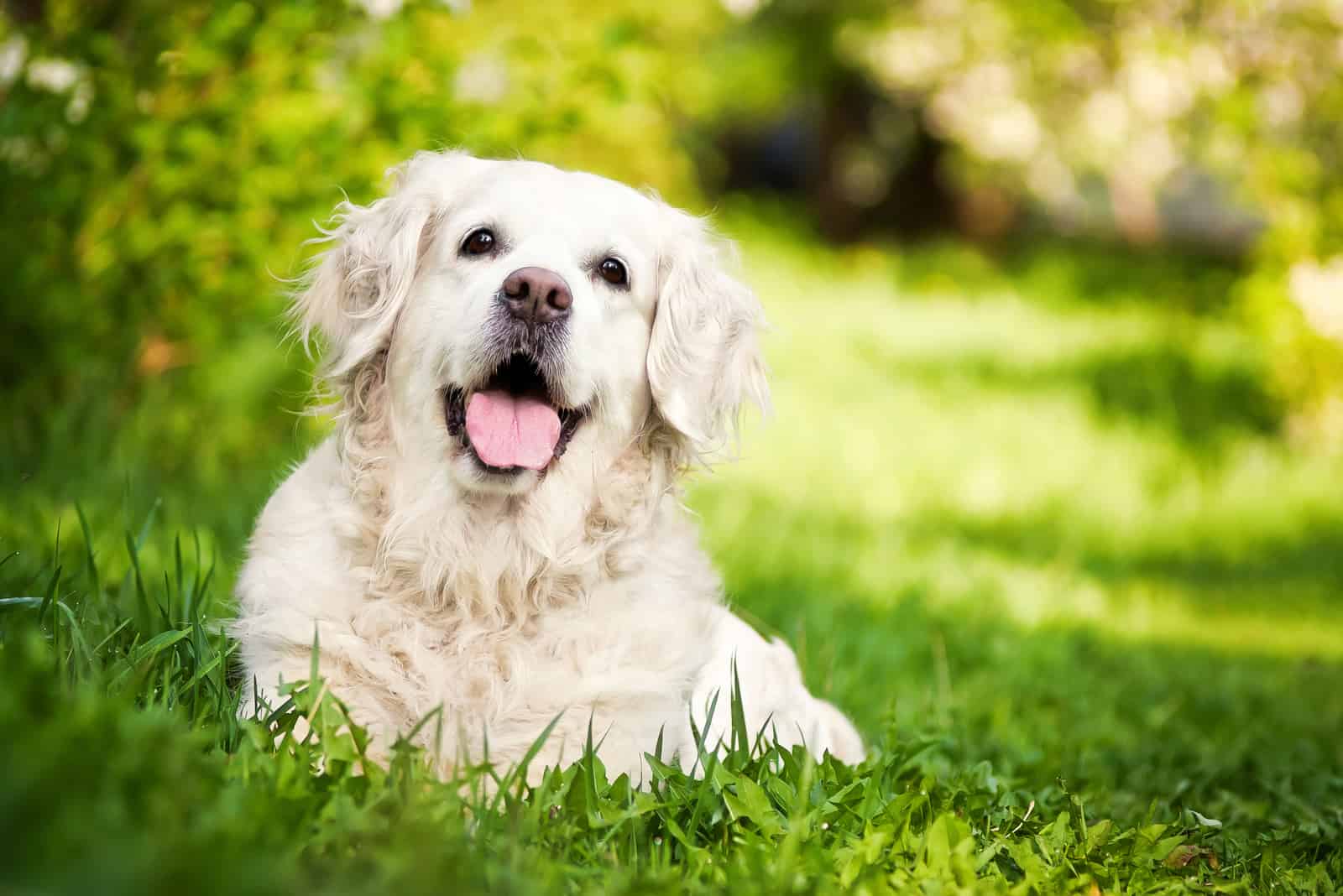 happy white golden retriever