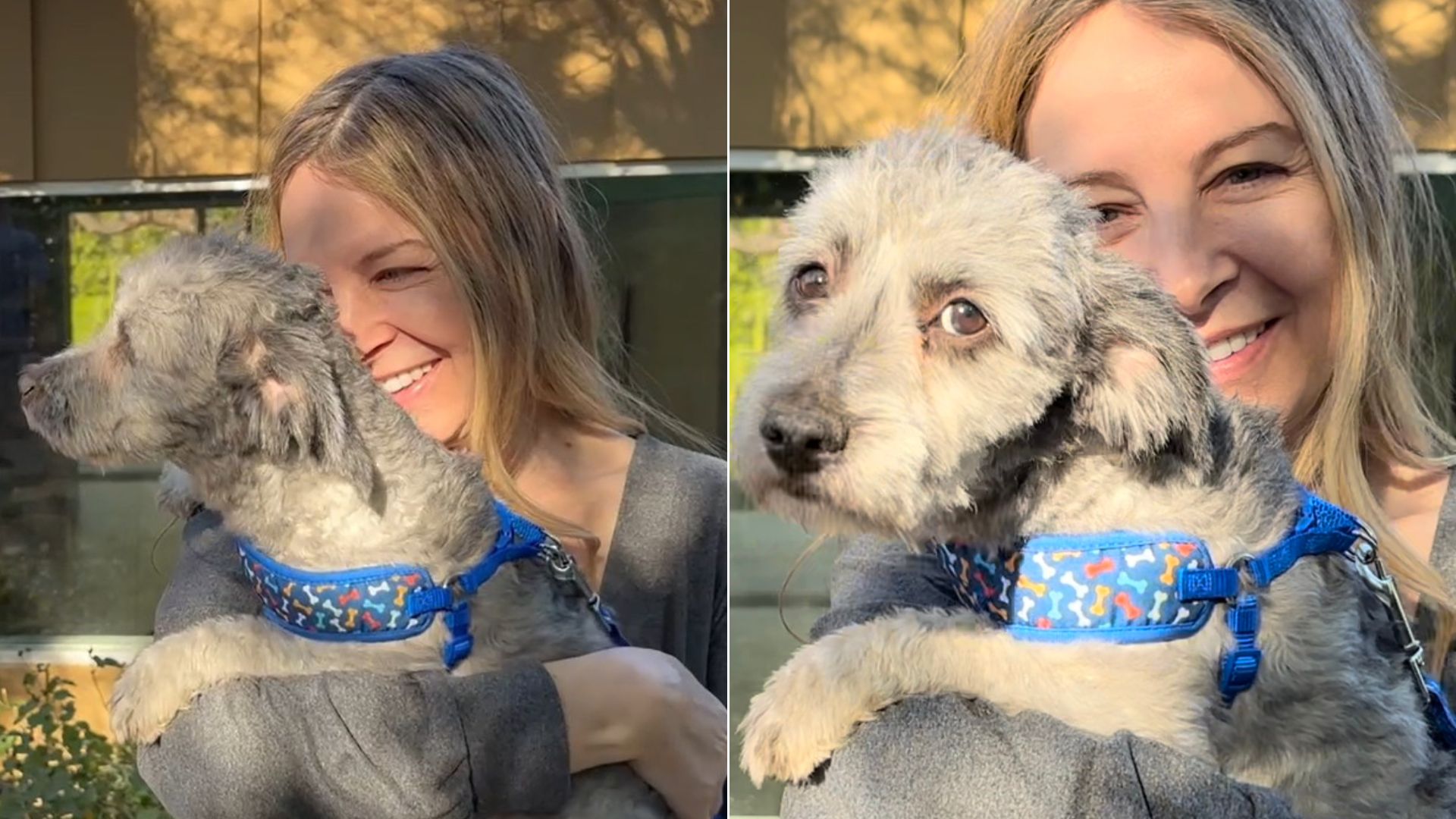 happy woman holding a dog