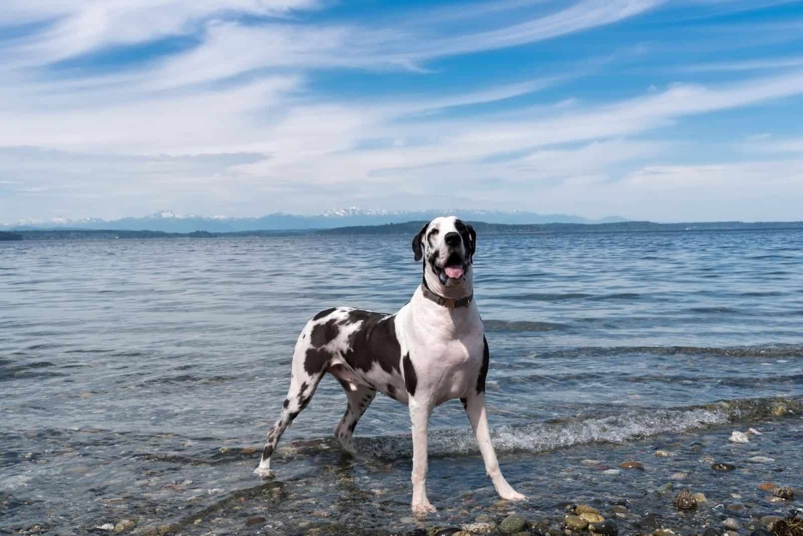 harlequin great dane standing on rocky beach under wisp blue sky