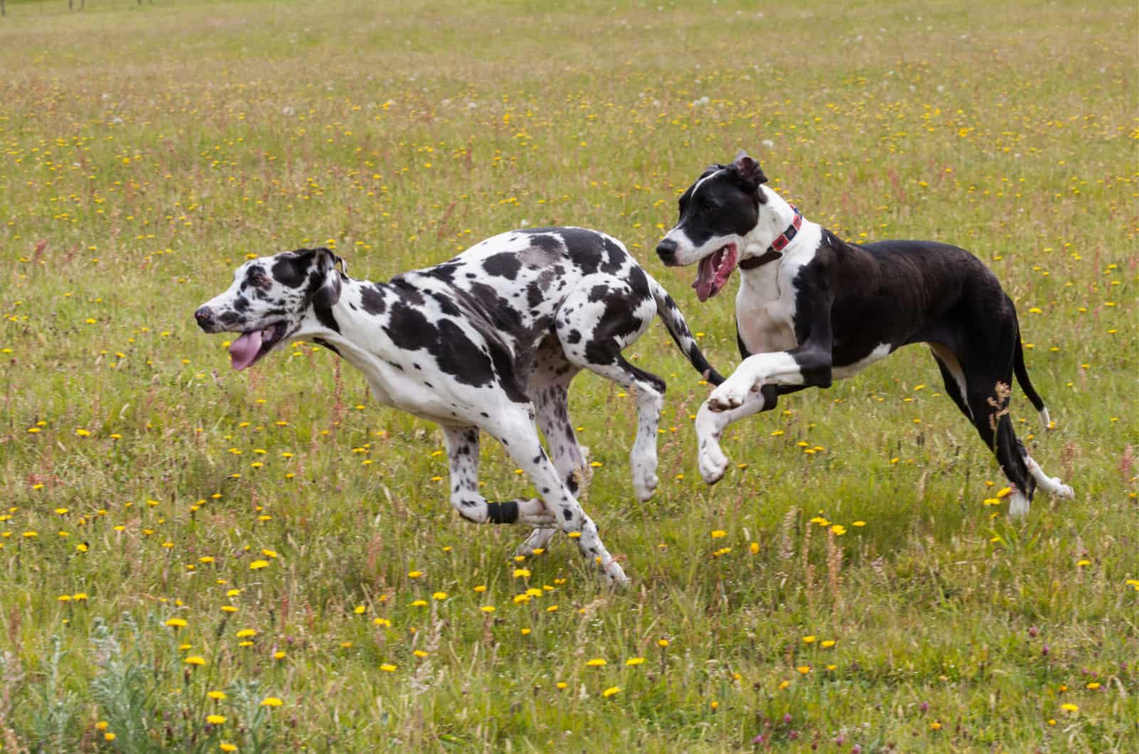 Harlequin Great Dane and boston great dane running