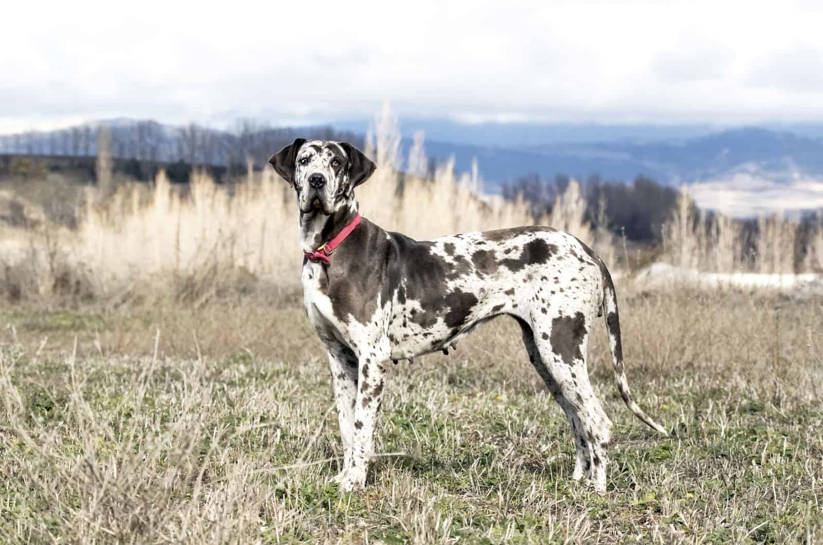 Harlequin Great Dane standing