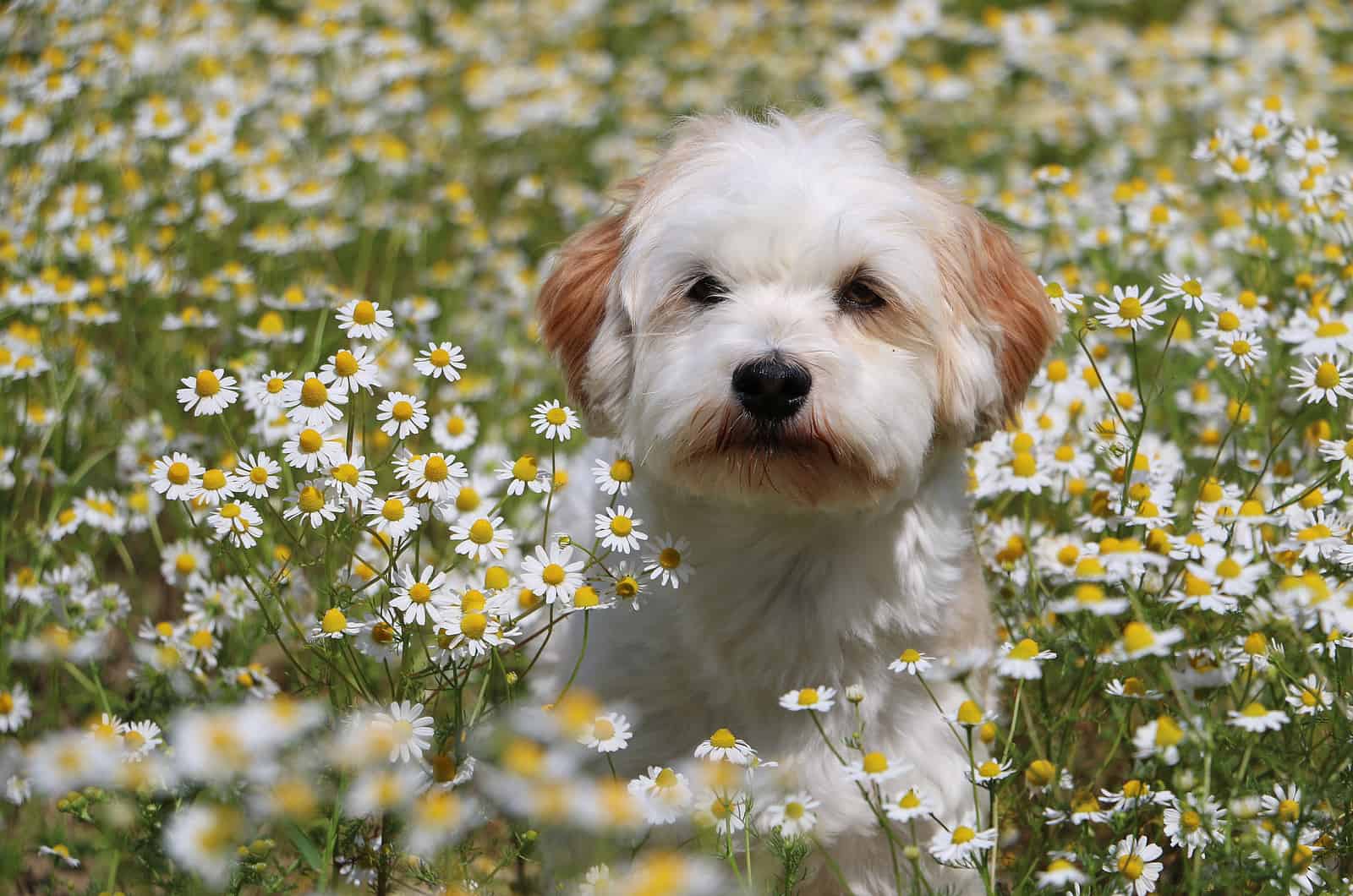 Havanese Breeders In The UK: 6 Breeders You Can Trust