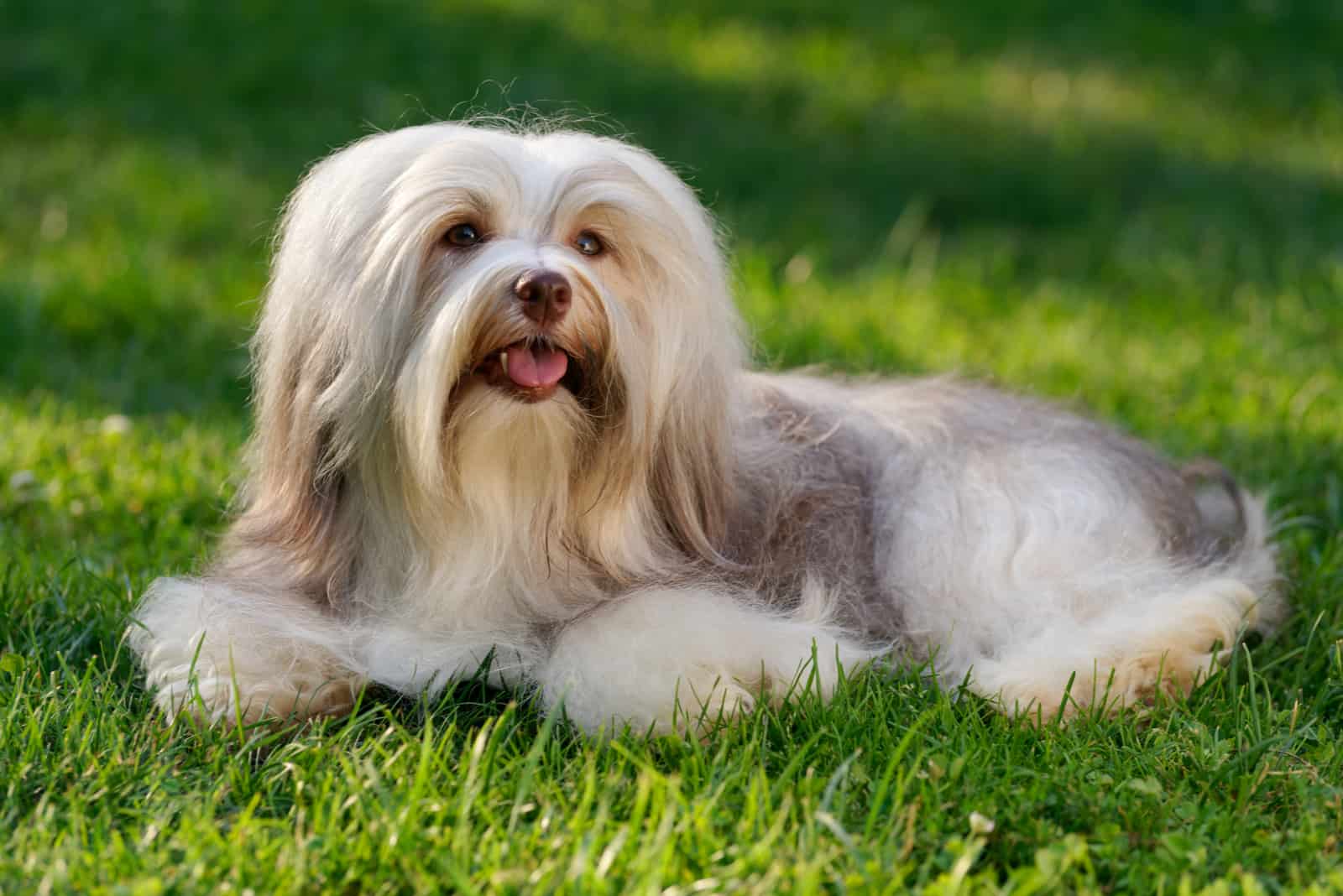 havanese dog lying on the grass