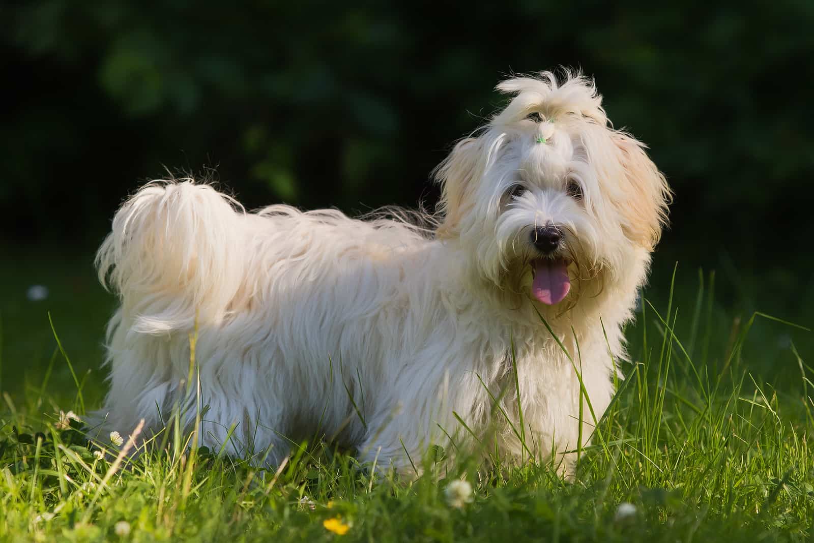 havanese dog on meadow