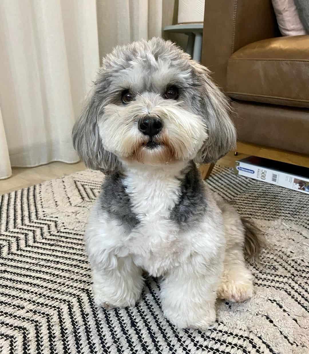 Havanese Dog sitting on the floor