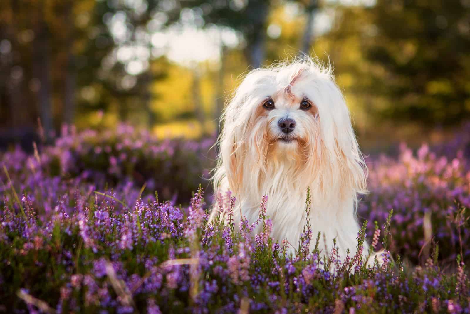 havanese dog standing in beautiful nature