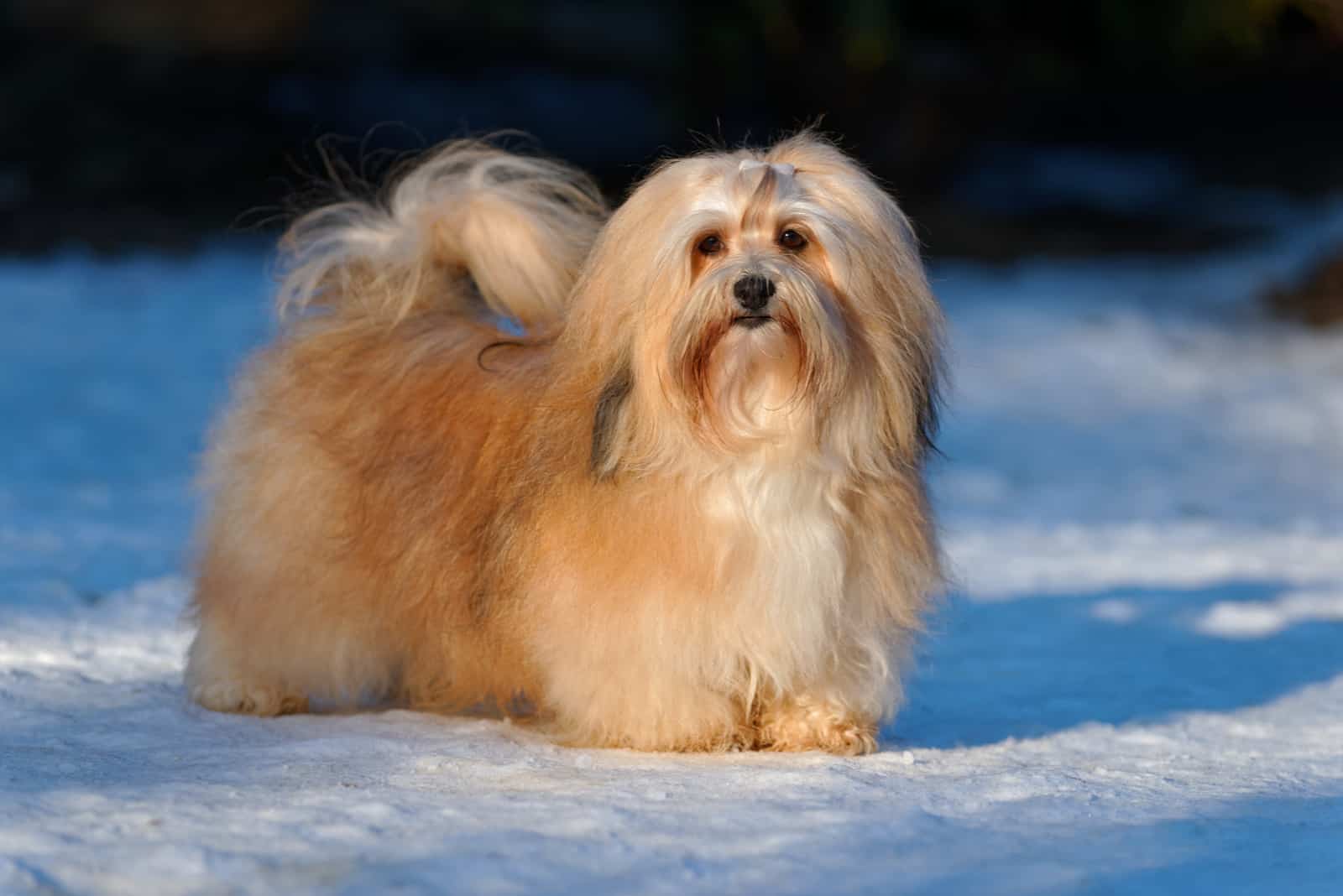 havanese female dog