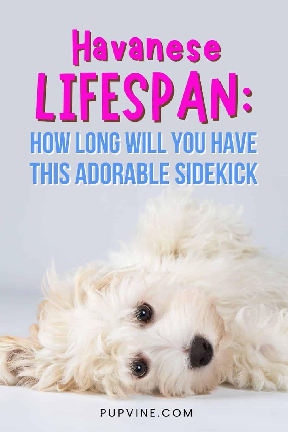 Havanese Lifespan How Long Will You Have This Adorable Sidekick