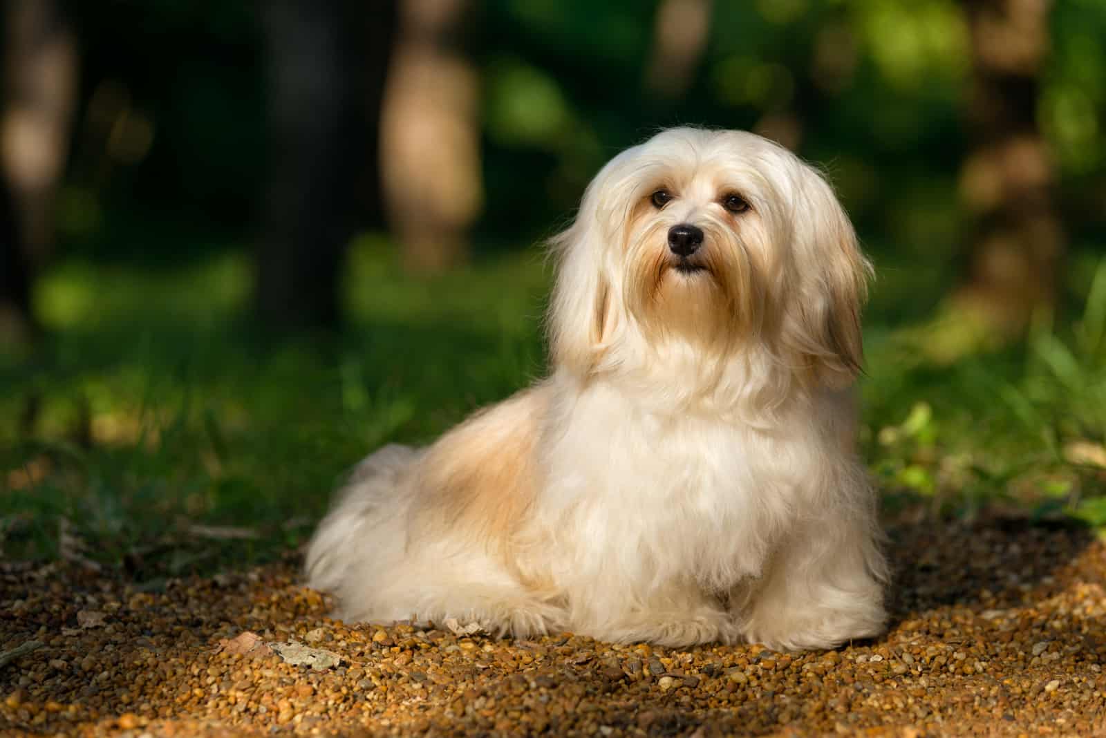 Havanese With Cream Markings