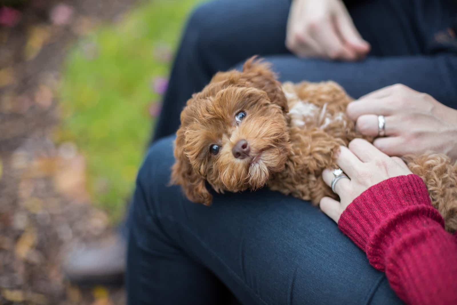 havapoo in a owner's lap