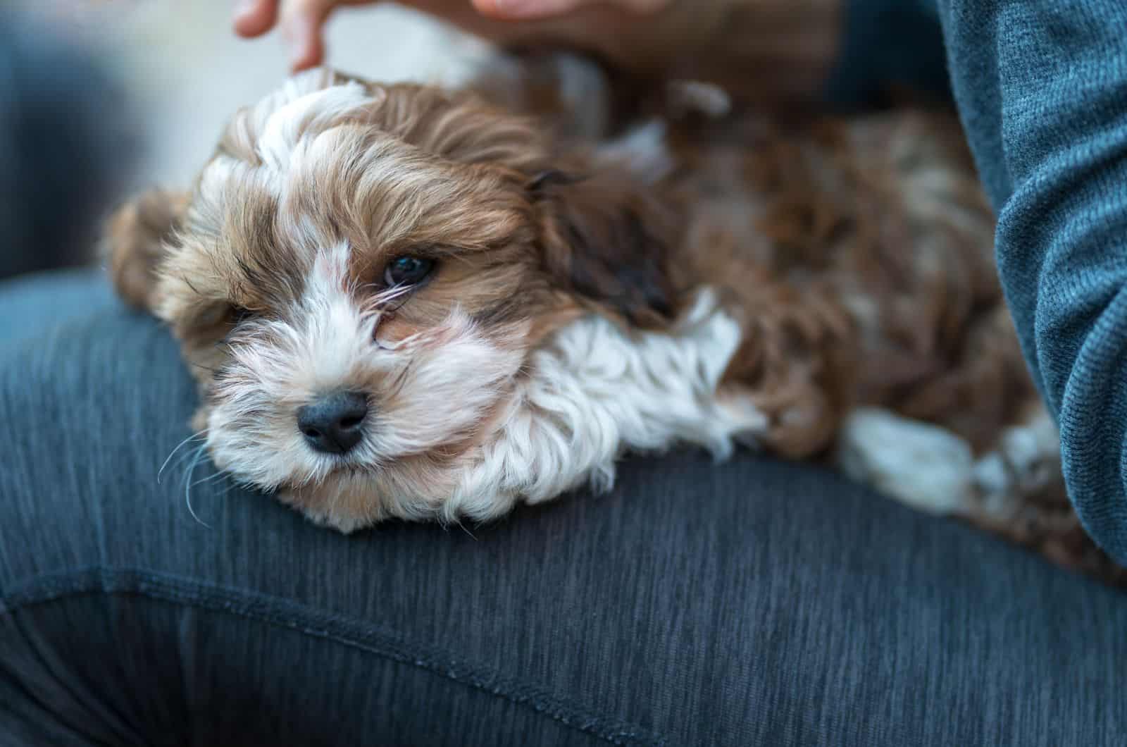 Havapoo lying in owner's lap