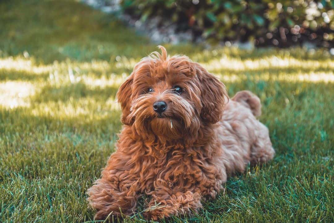 havapoo lying on grass outside