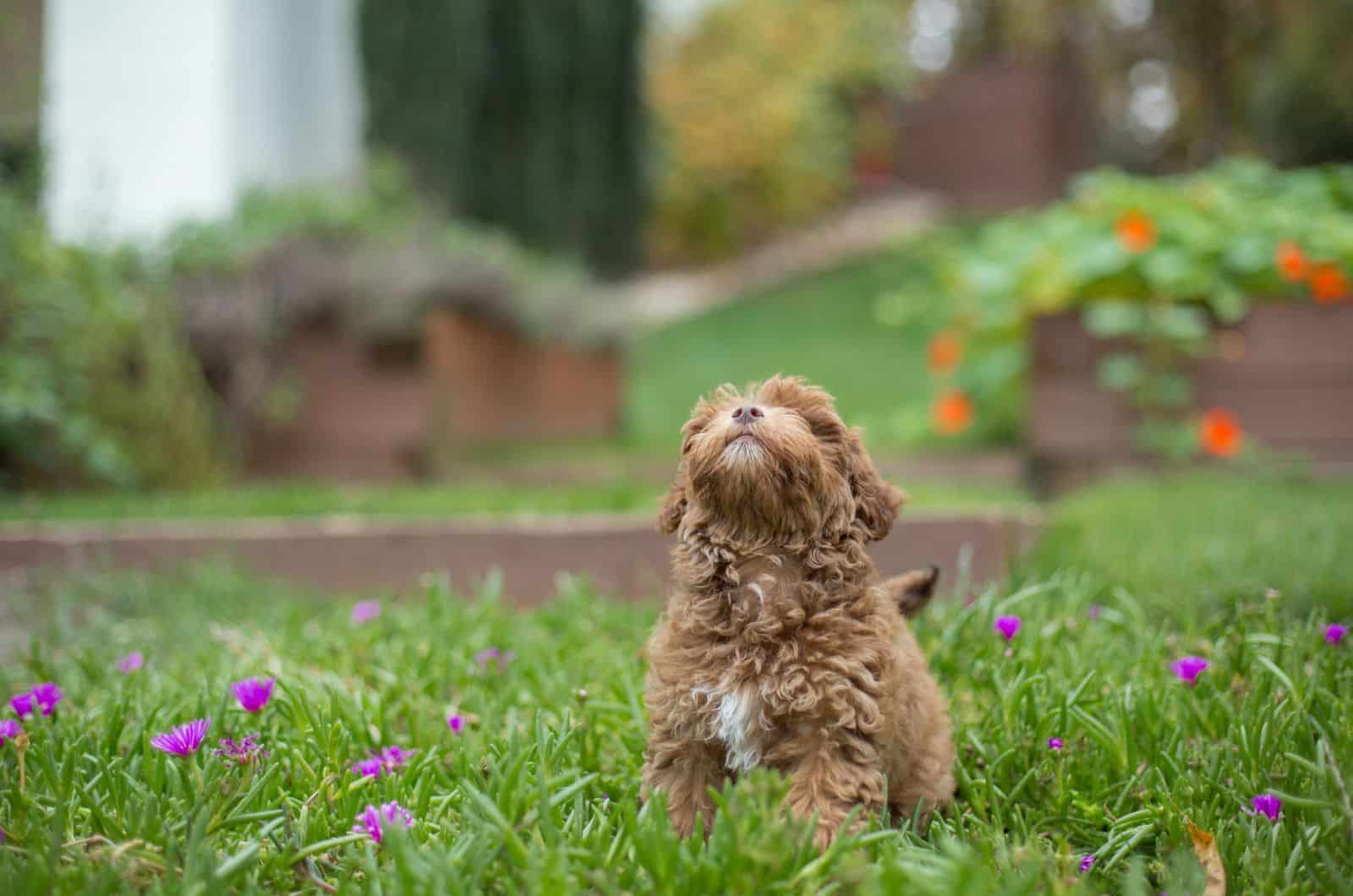 Havapoo playing outside