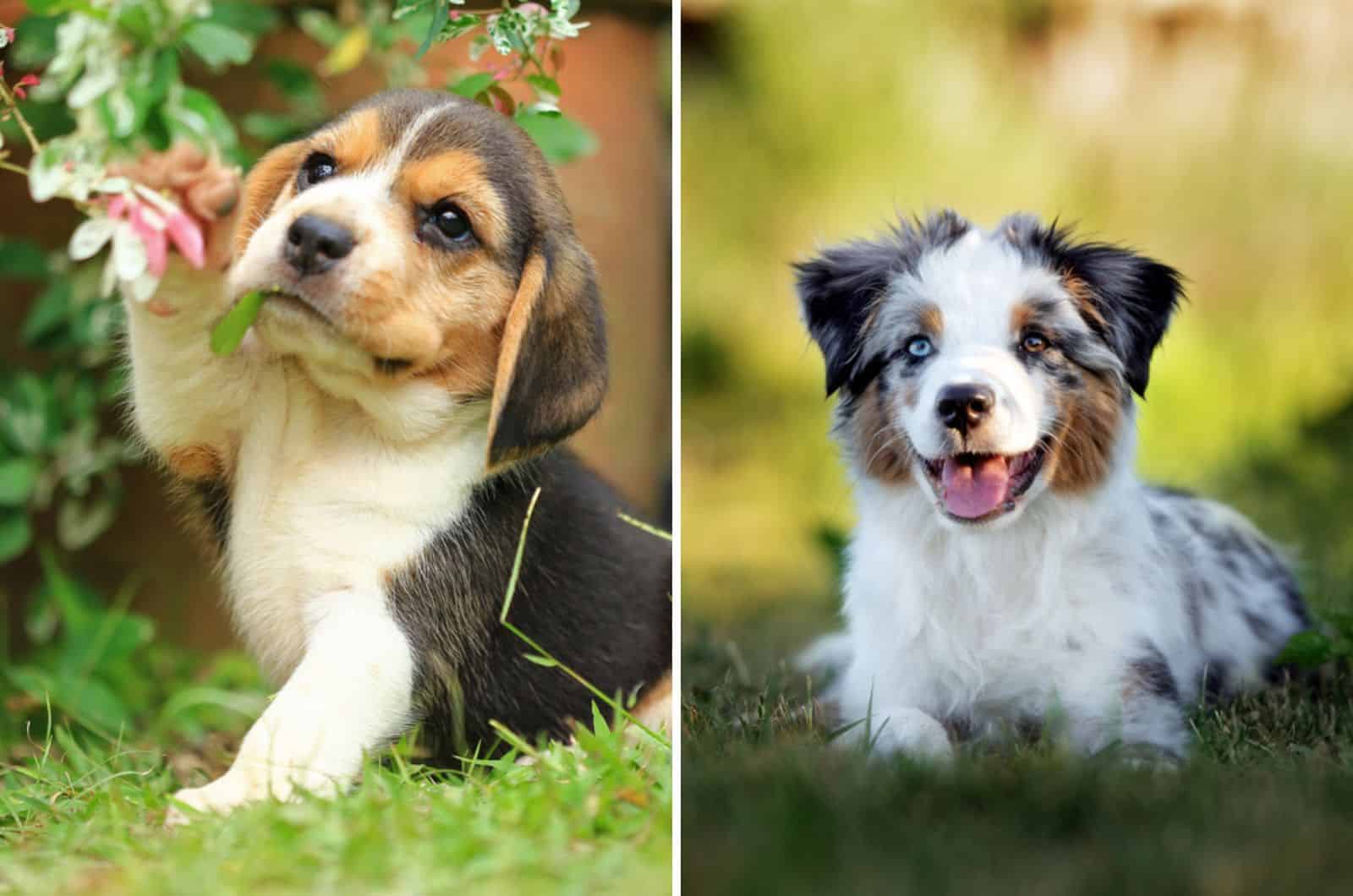 Have A Merry Australian Shepherd Beagle Mix — It’s Bark Time