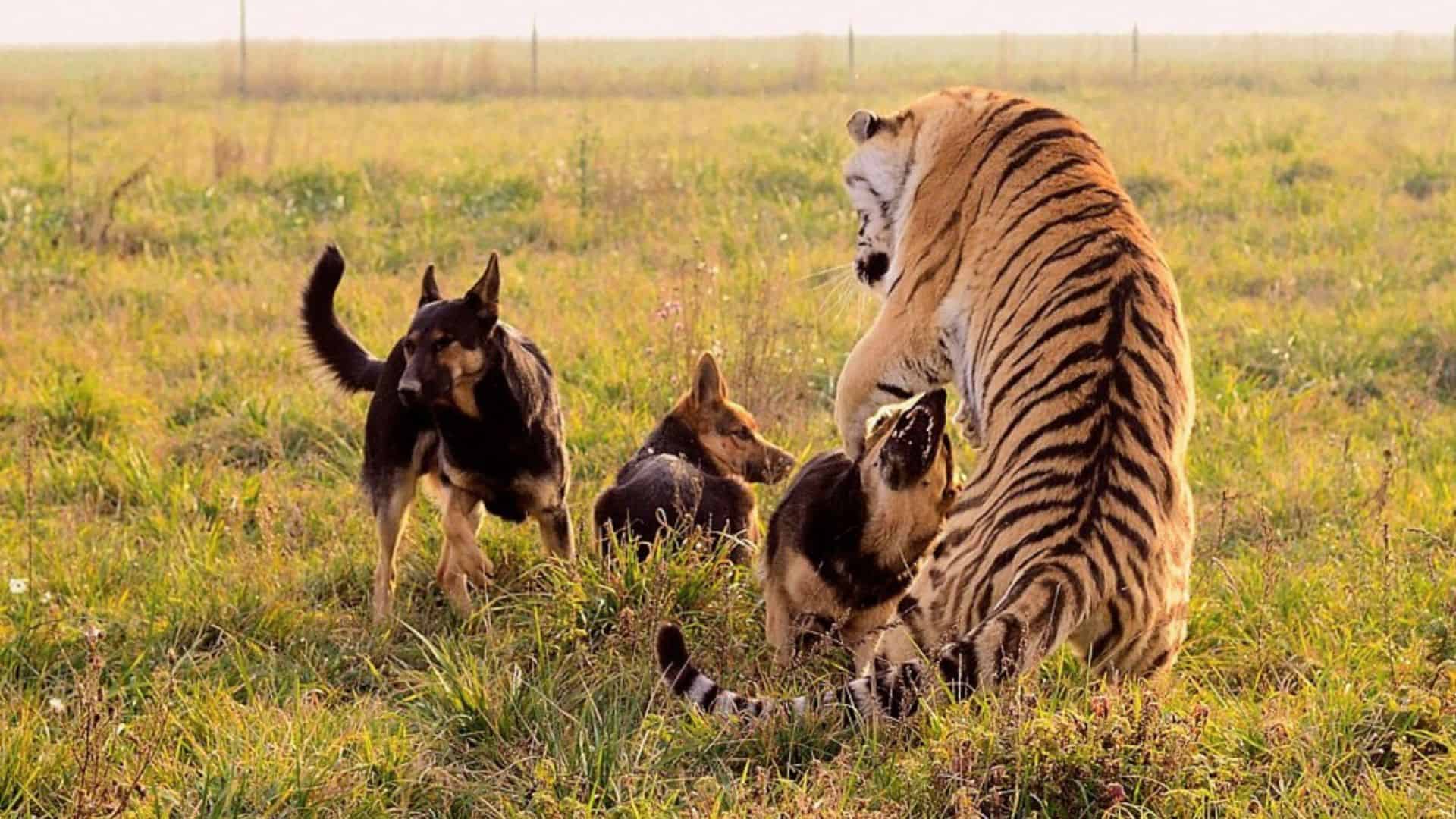 Have You Ever Heard Of German Shepherds Being Friends With Tigers?