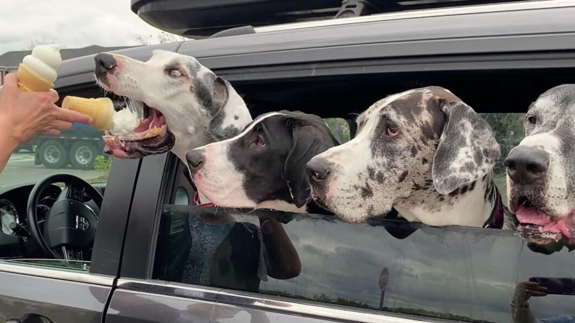 Have You Ever Seen A Car Full Of Great Danes Ordering Ice Cream?