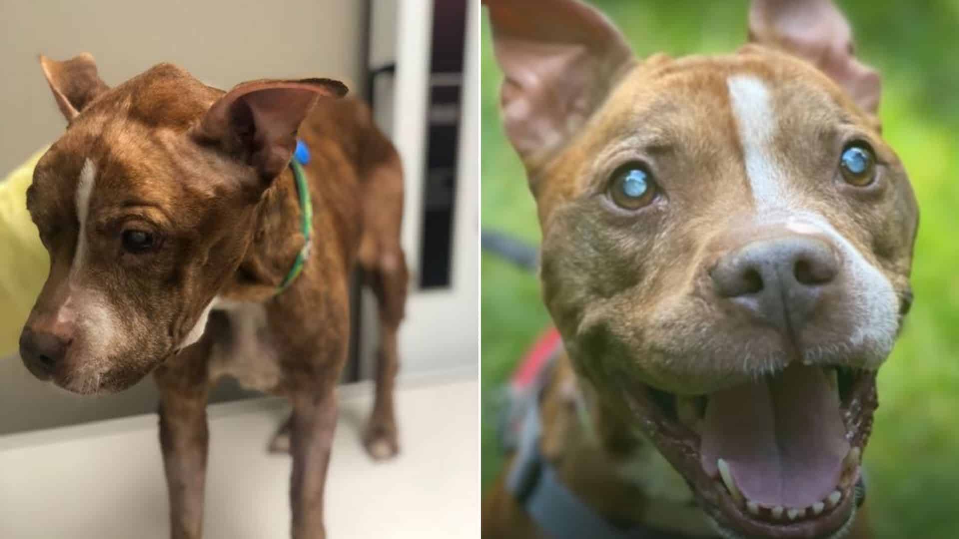 Blind Pittie, Hazel, Gets To Spend His Golden Years Soaking Up All The Beauty