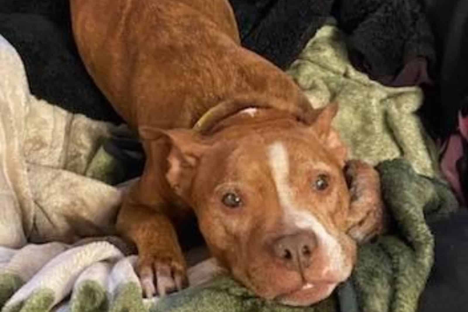 Hazel the pitbull lying down