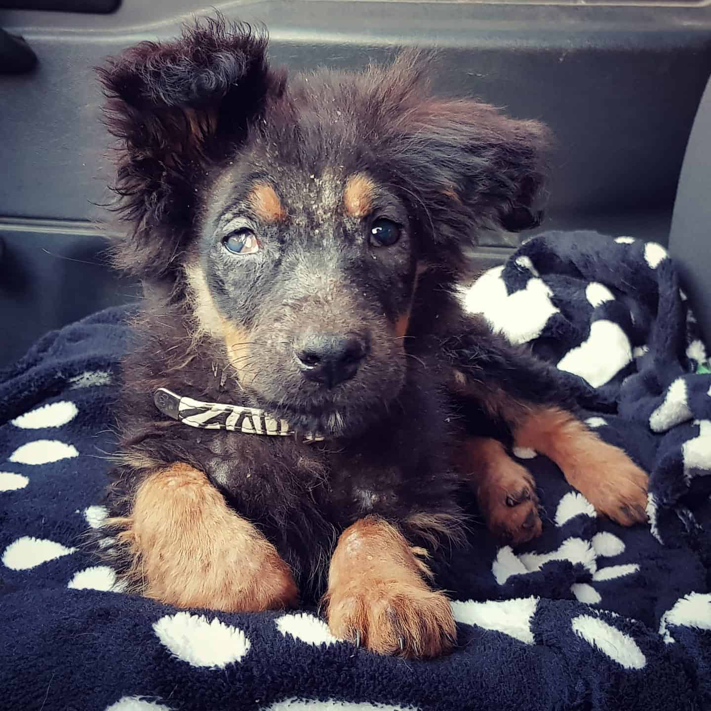 healed dog lying on a blanket