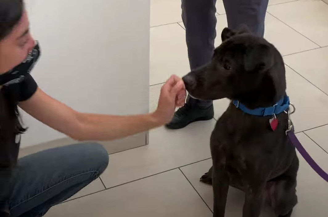 healthy black dog and woman