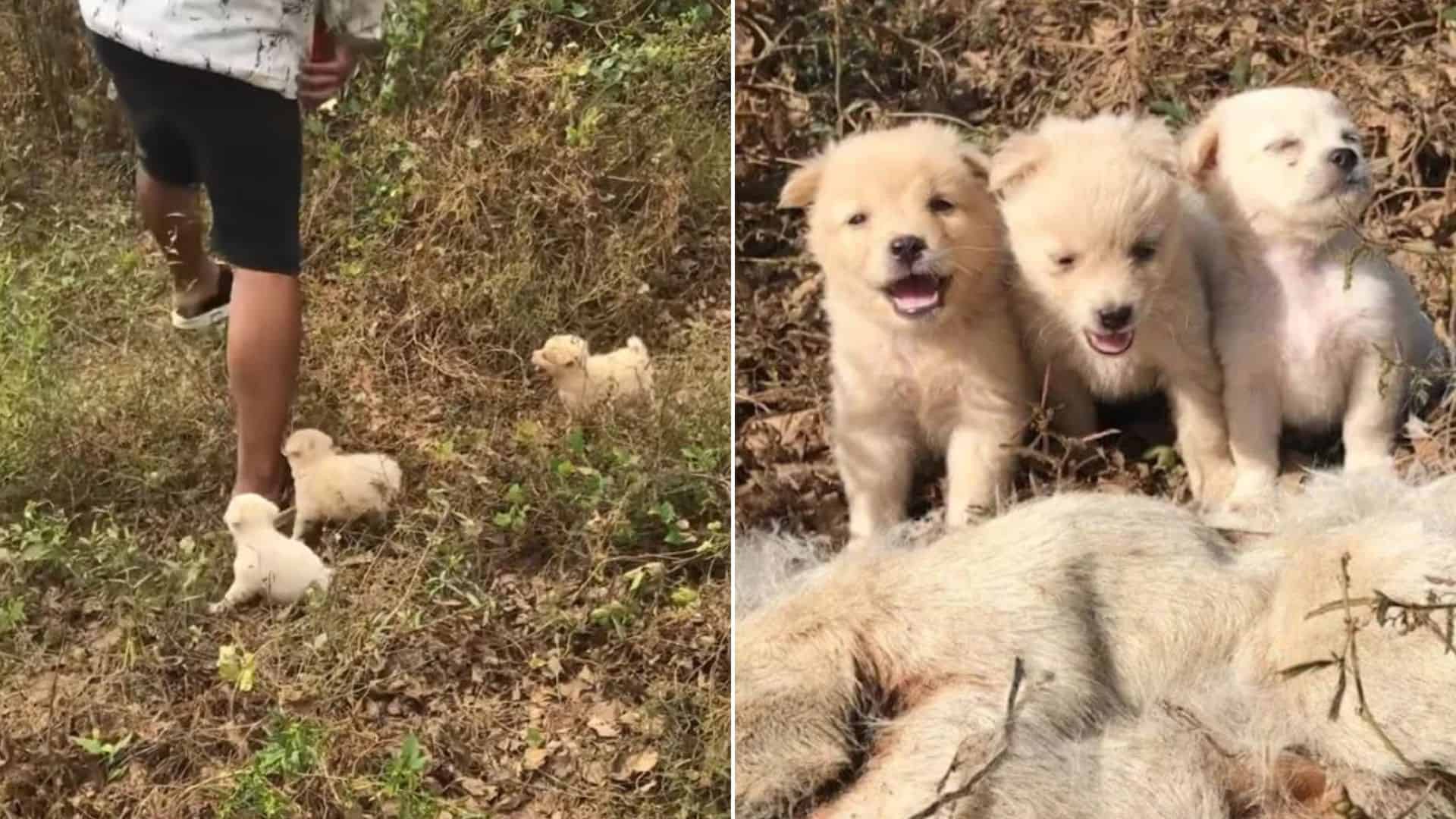 Volunteers Shocked To Find Orphaned Puppies Next To Their Late Mom’s Body