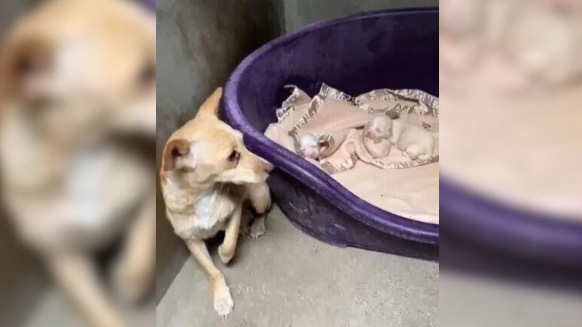 Heartbroken And Determined Mama Happily Watches As Her Babies Get Their Happily Ever After