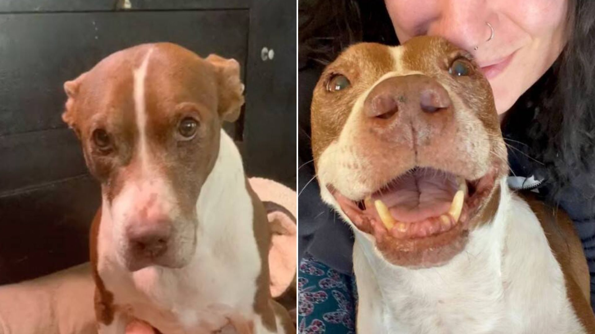 Heartbroken Dog Gets Her Life Turned Around By The Most Amazing Surprise