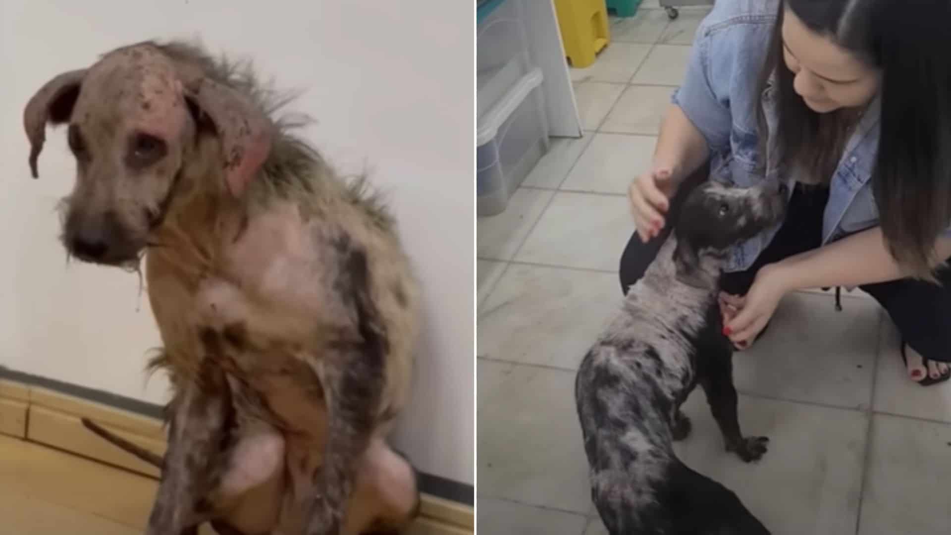 Heartbroken Dog Waited 2 Years On The Streets For His Owner To Come Back