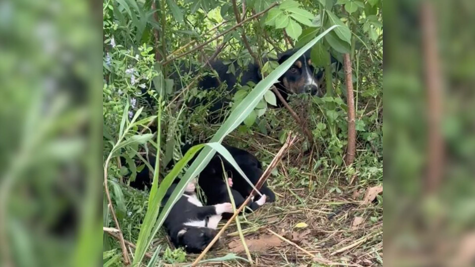 Worried Mama Dog Struggled To Protect Her Babies On A Dangerous Road But Then Something Wonderful Happened