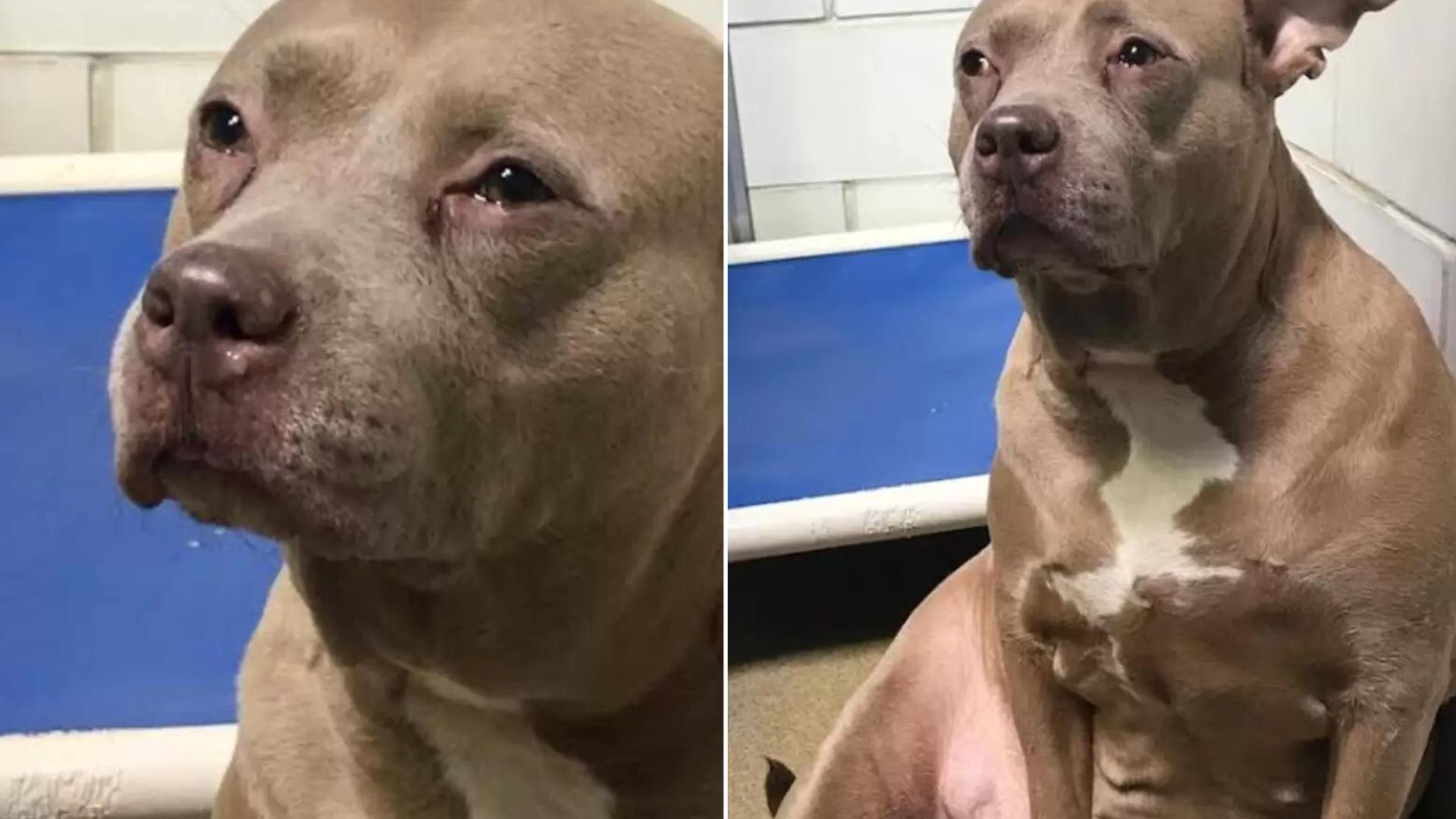 This Mama Dog Was Crying After Being Dumped At The Shelter Without Her Babies