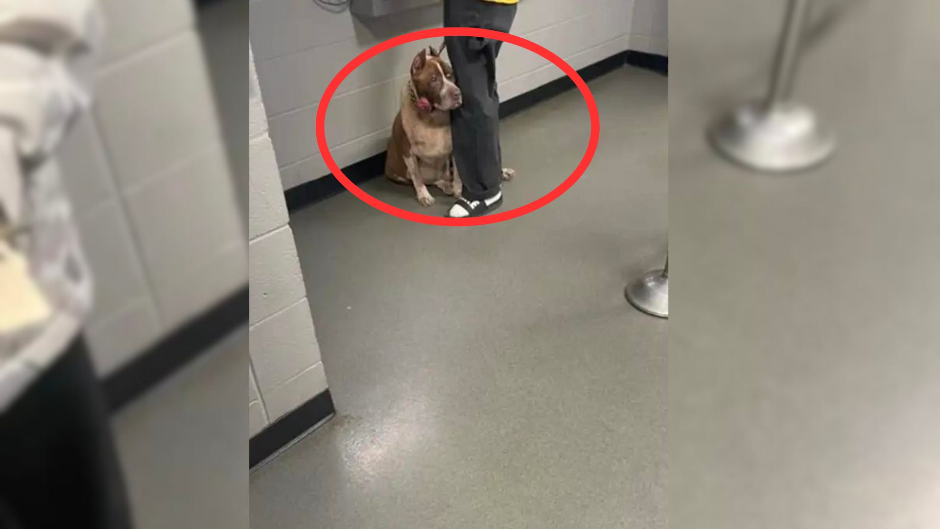 Heartbroken Dog Clings To His Owner And Refuses To Move After Realizing He’s Being Abandoned