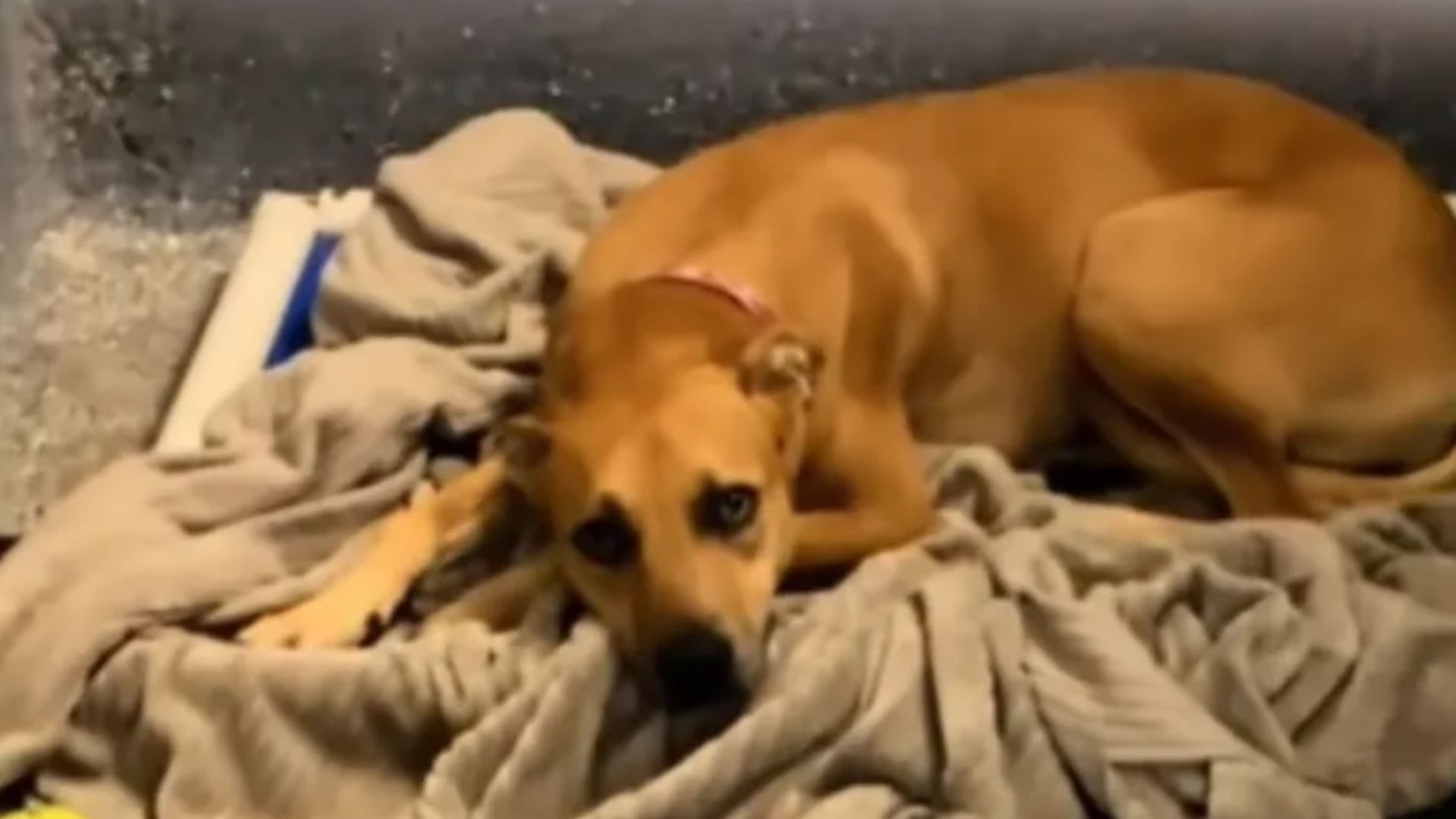 Depressed Puppy Who Was Surrendered To The Shelter For The Second Time Can’t Help To Think That It Is All Her Fault