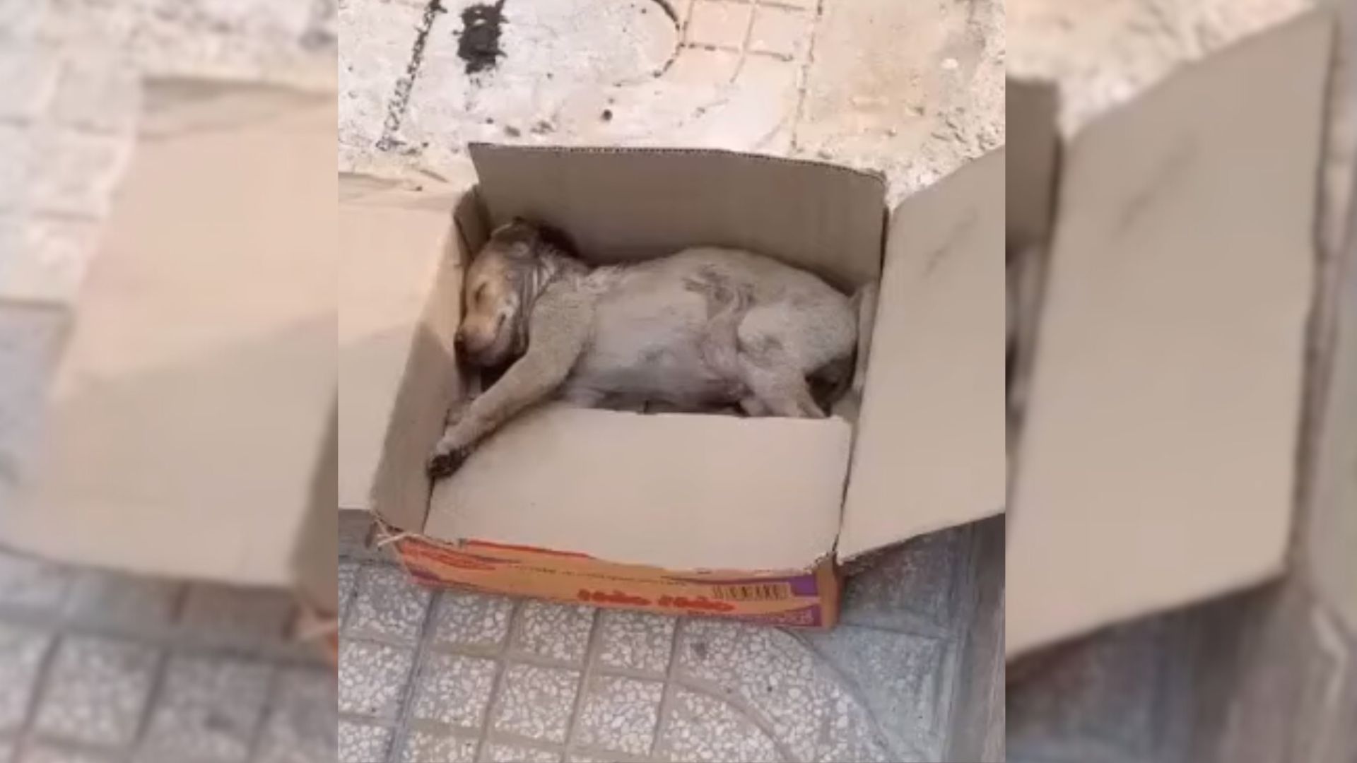 Rescuers Shocked To Discover A Tiny Crying Puppy In A Box, Unable To Move