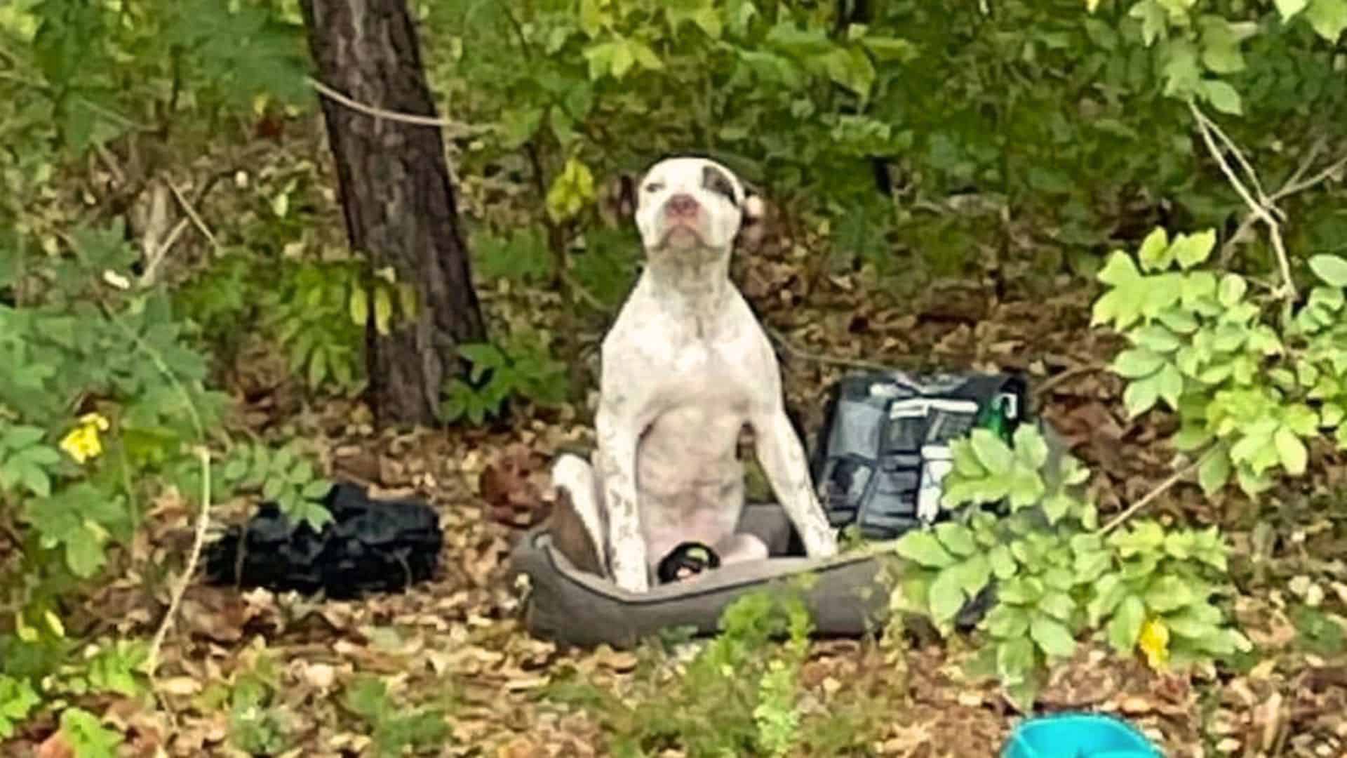 Man’s Heart Breaks When He Finds A Dog Dumped In The Woods With Only A Bag Of Food And Toys