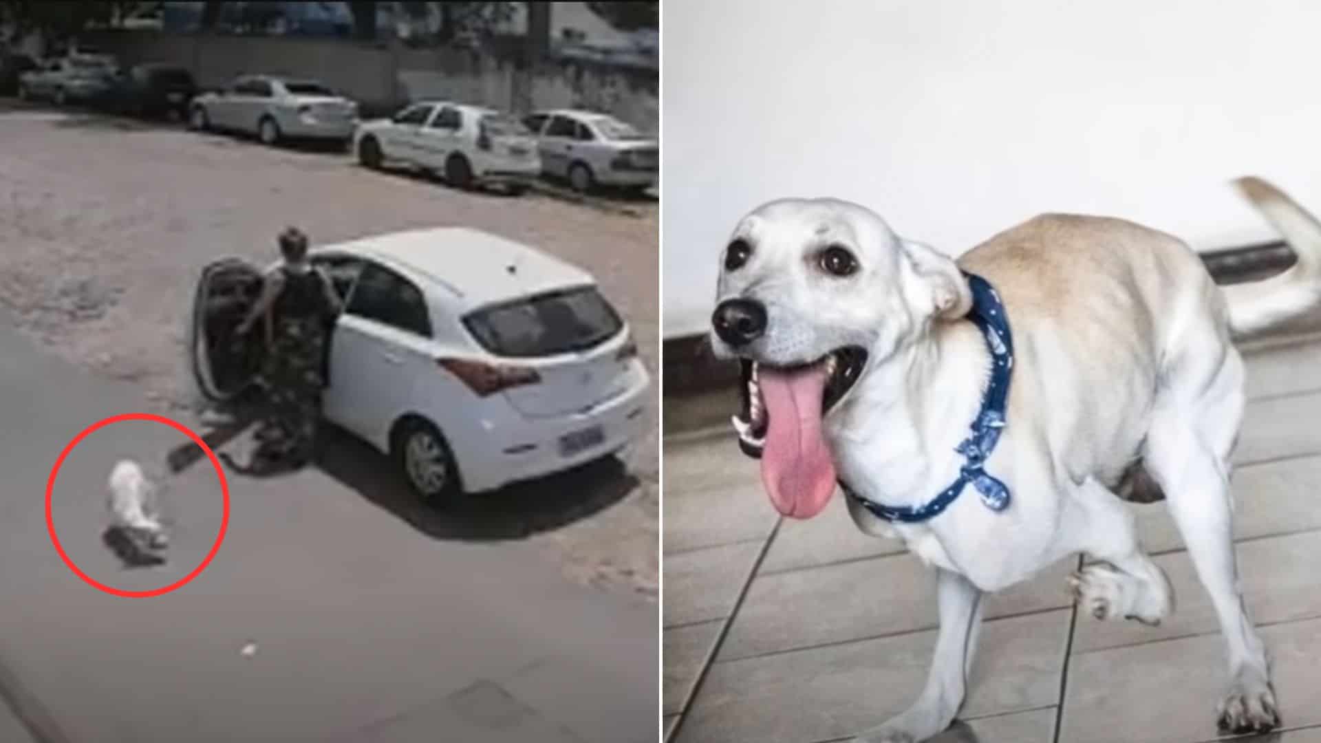 Watch How A Cruel Woman Dumps Her Disabled Dog Out Of Her Car