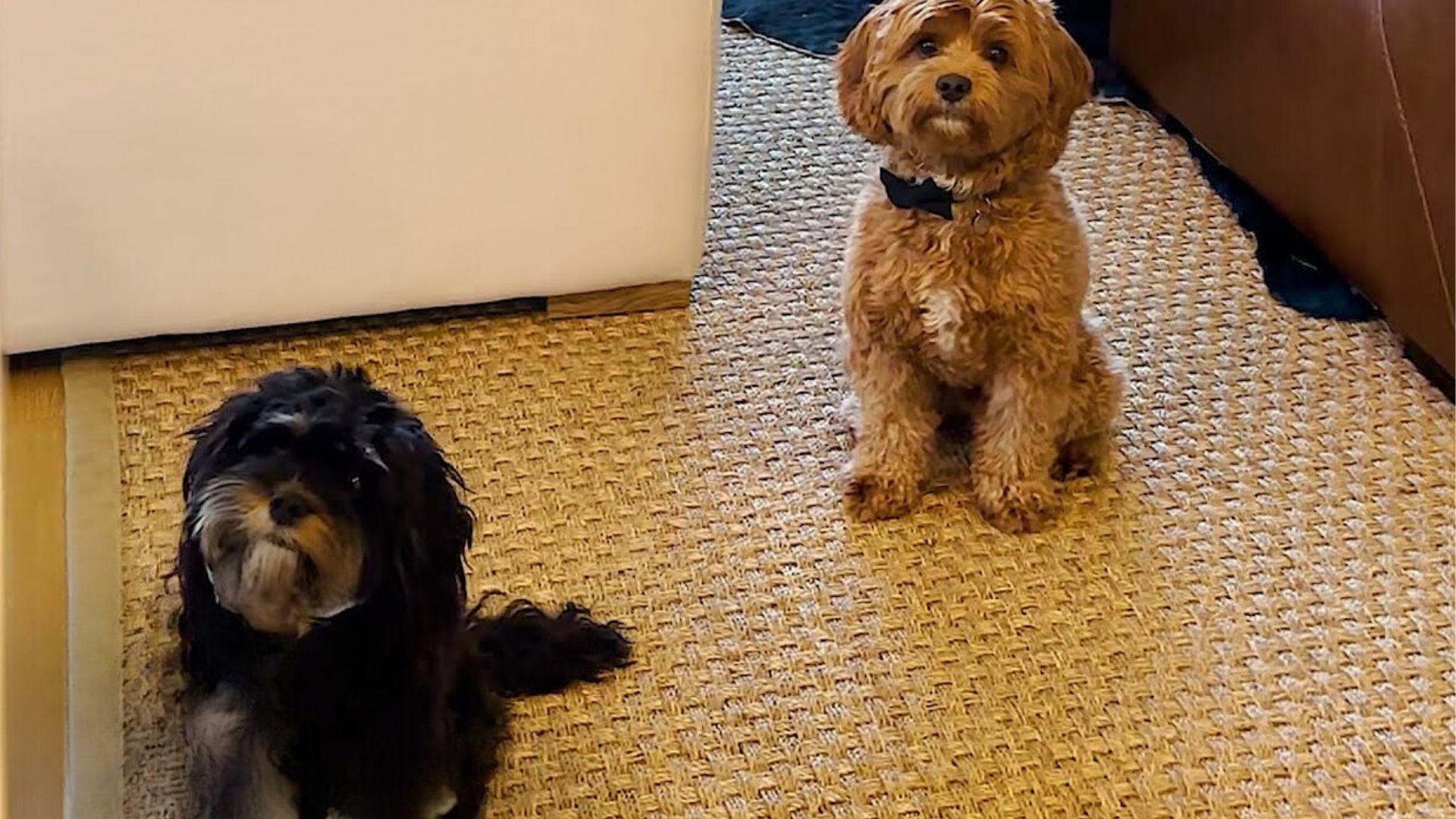 Heartwarming Cavapoo Waits By The Door To Take His Girlfriend On Dates